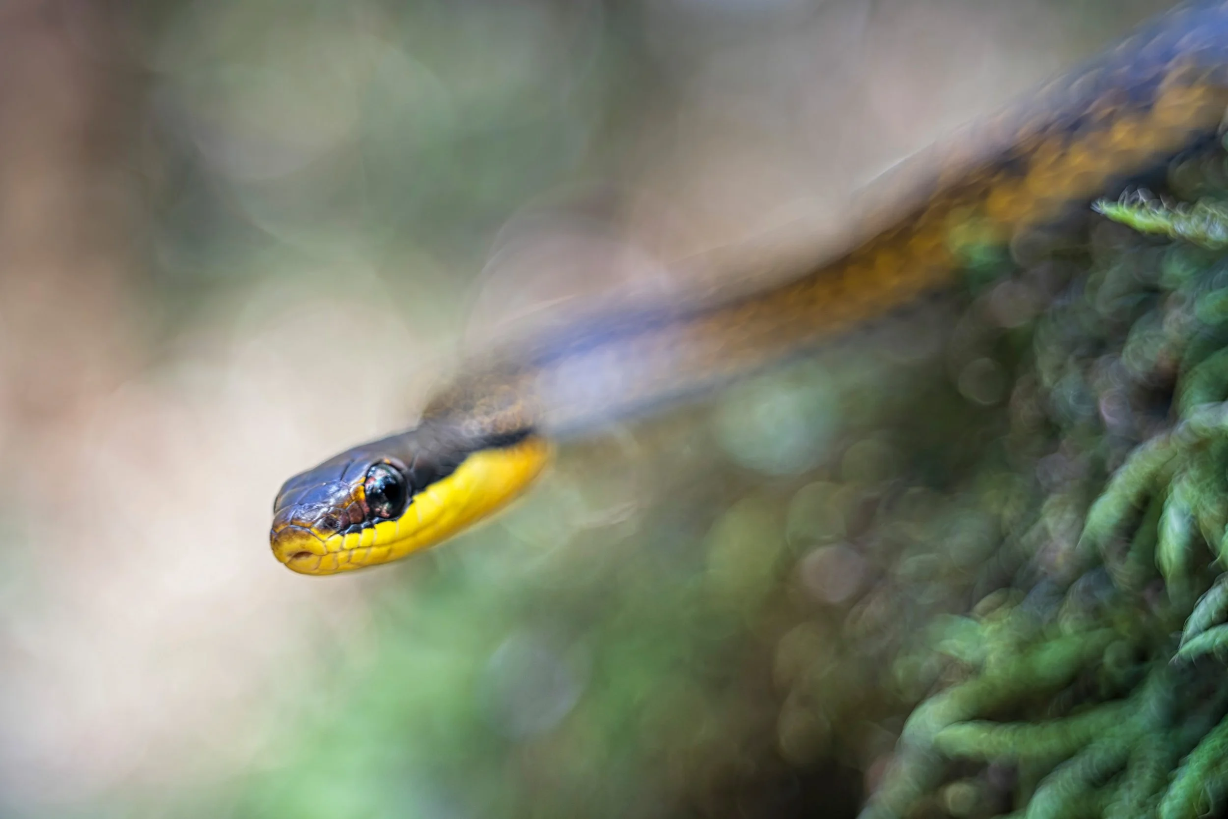 Eastern Madagascar water snake (Thamnosophis epistibes), Ranomafana National Park, Madagascar. Vintage lens.