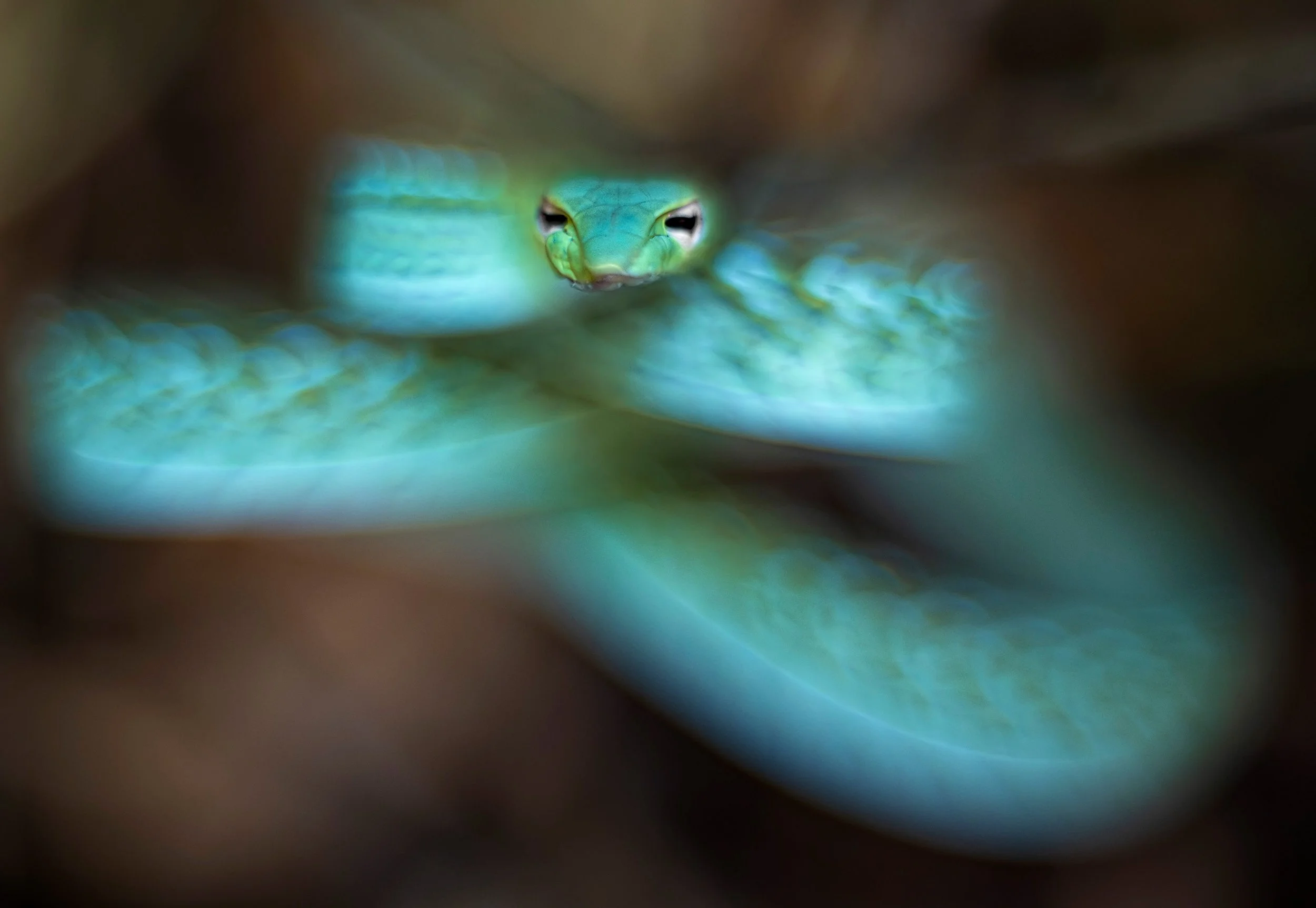 Oriental vine snake (Ahaetulla prasina), Kaeng Krachan National Park, Thailand. Vintage lens.