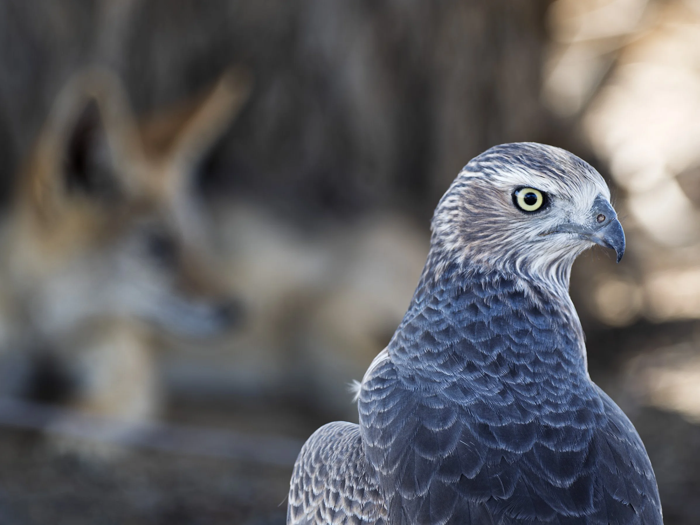 Often seen together: Pale Chanting Goshawk and Black-backed Jackal