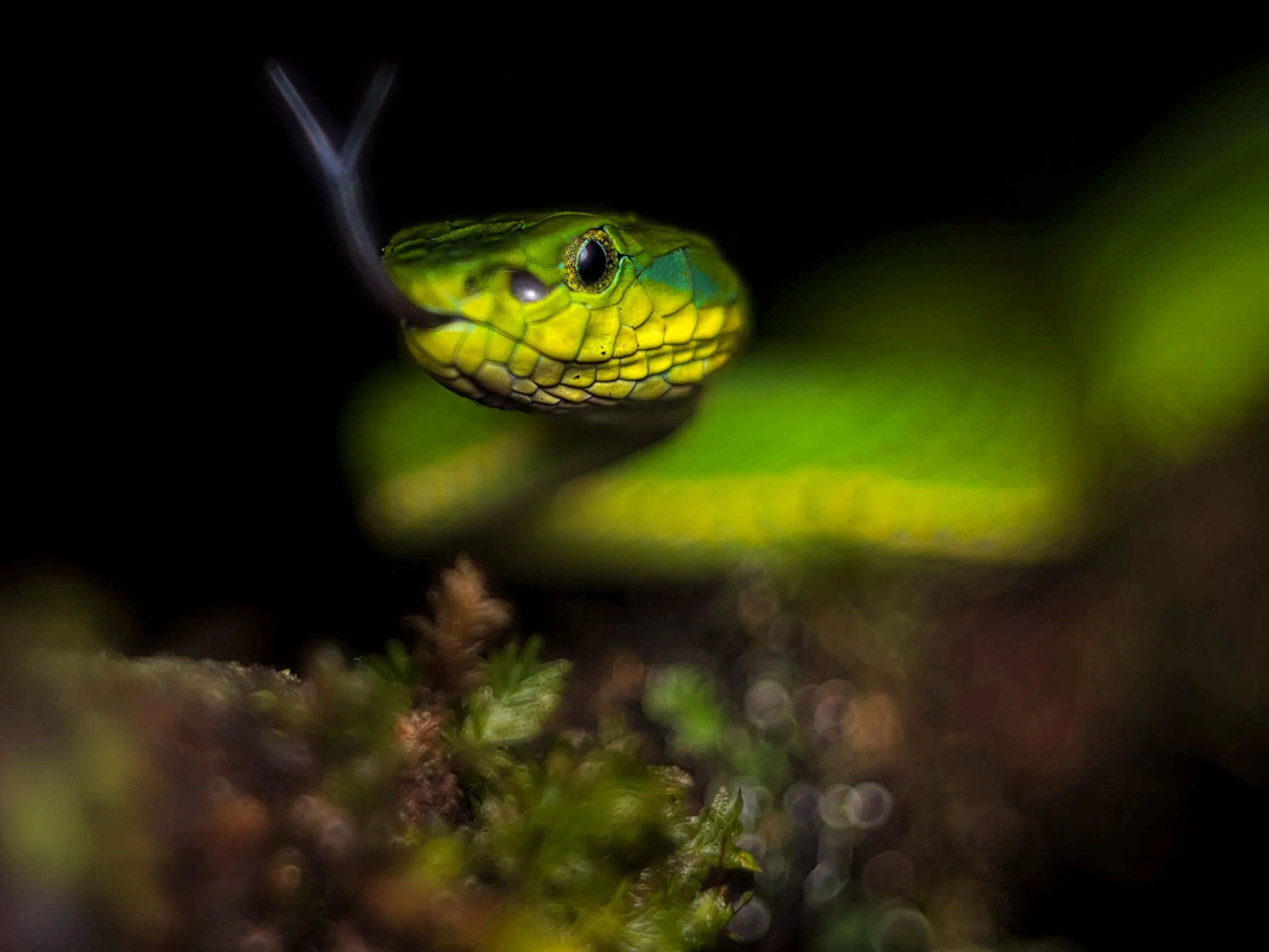 Large-scaled pit viper (Craspedocephalus macrolepis), Munnar, India.