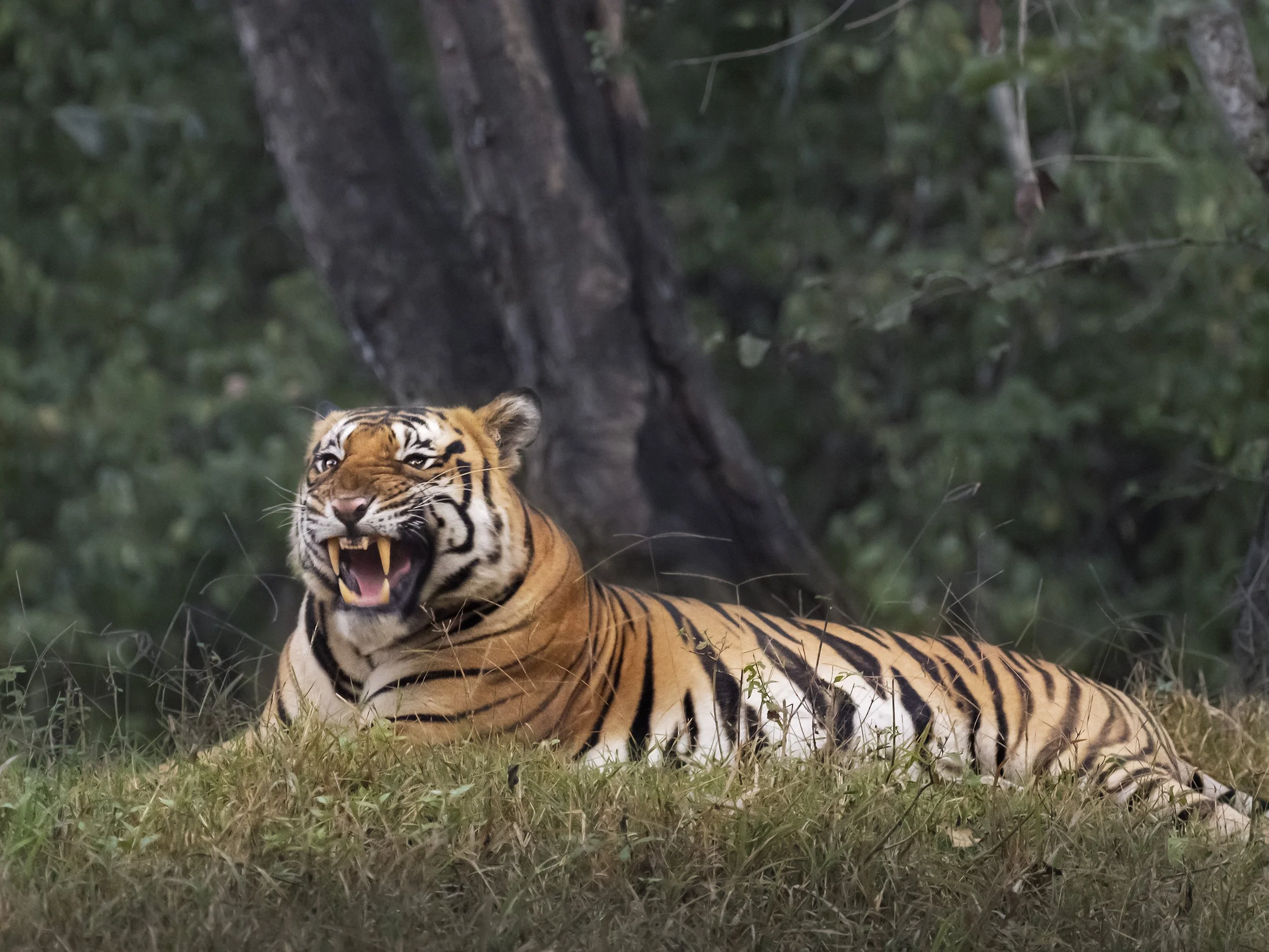 Tiger male, Kabini NP.