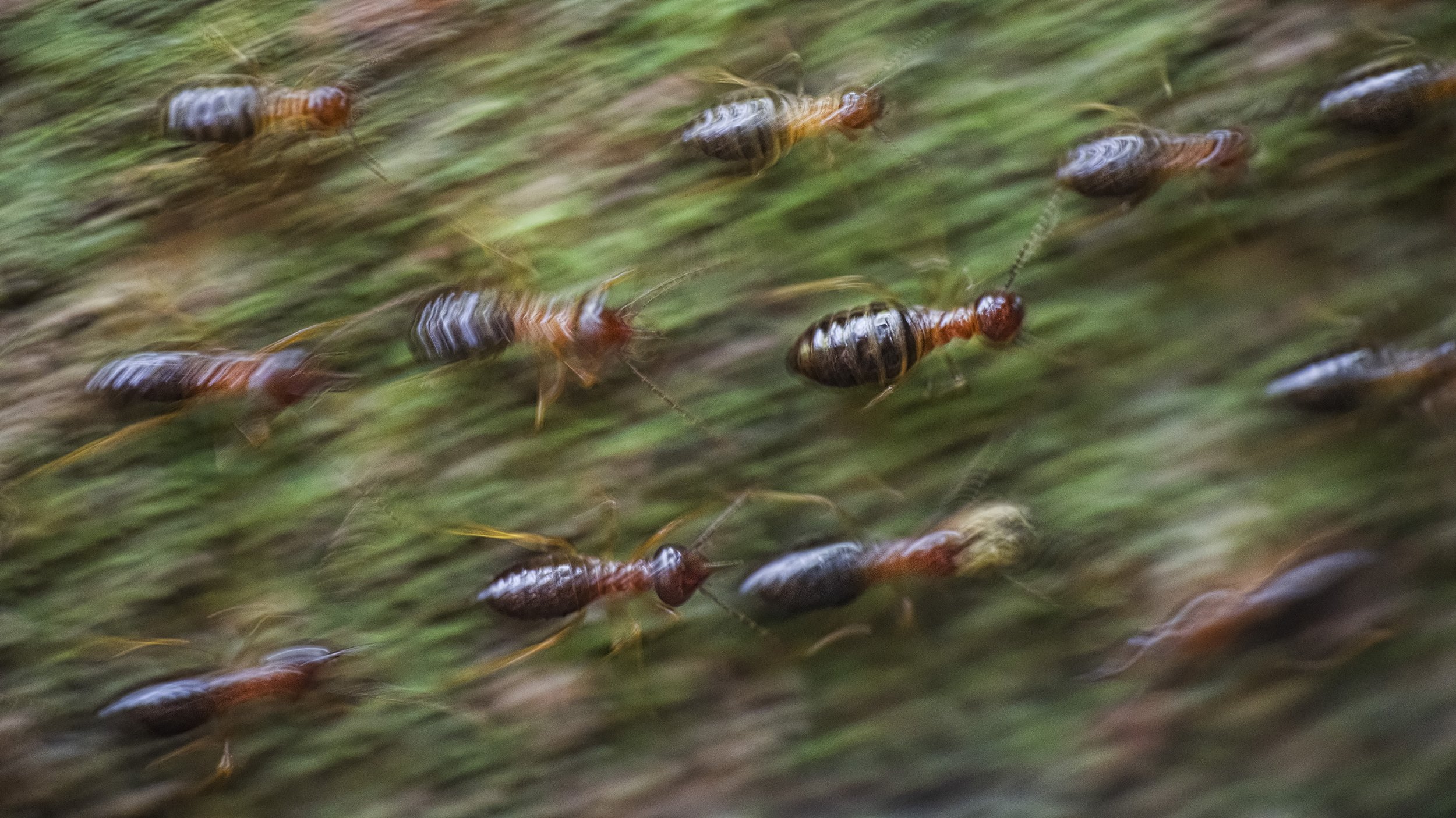 _ANA2561 (kopia).jpg