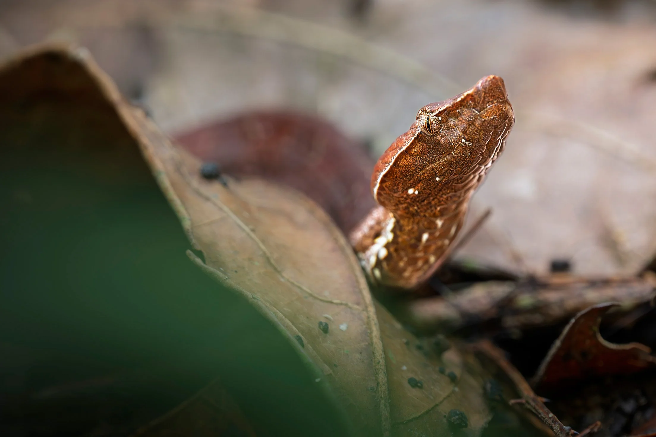 Malabar pit viper (Craspedocephalus malabaricus), Thattekad Bird Sanctuary, India.