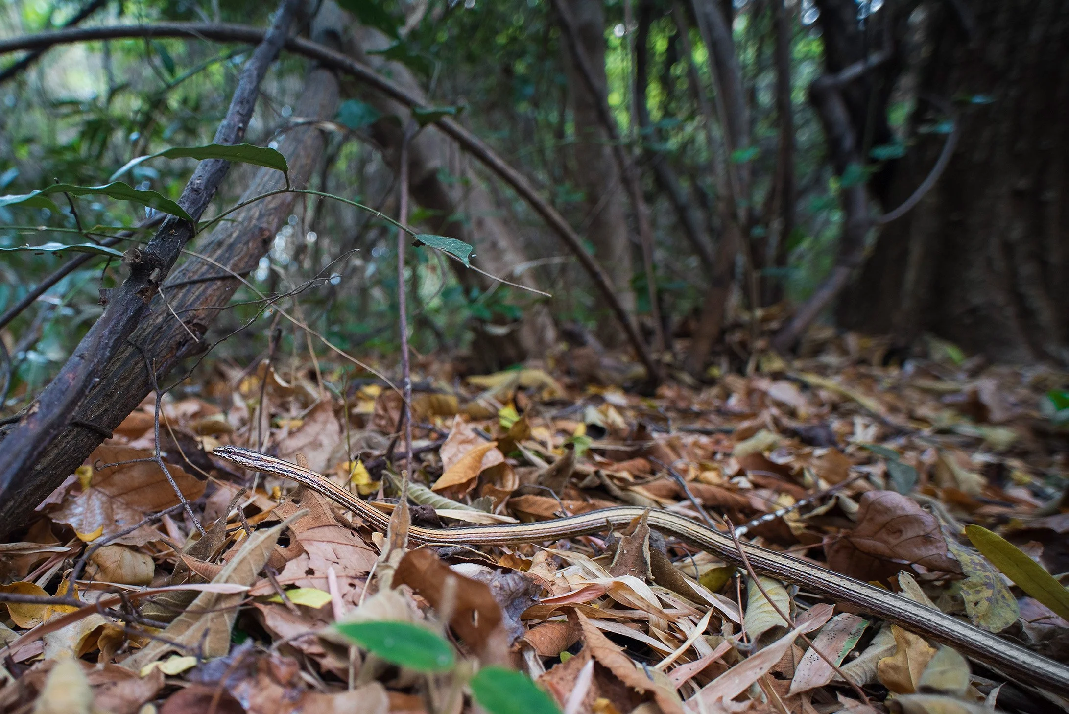 Northern pencil snake (Mimophis occultus),  Réserve spéciale d’Ankarana, Madagascar