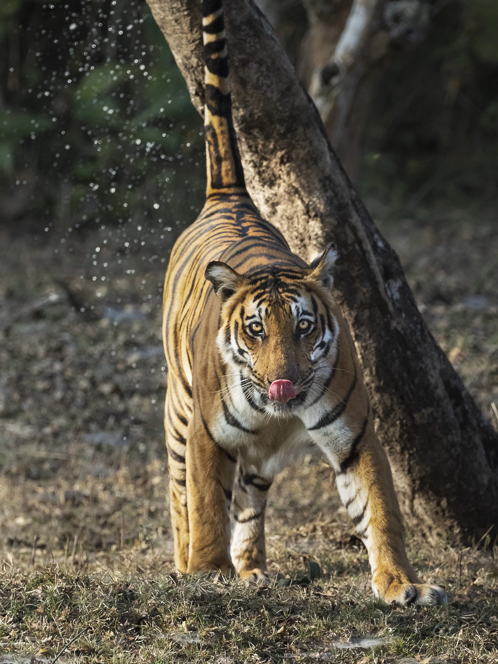 Tiger scent marking. Kabini NP.