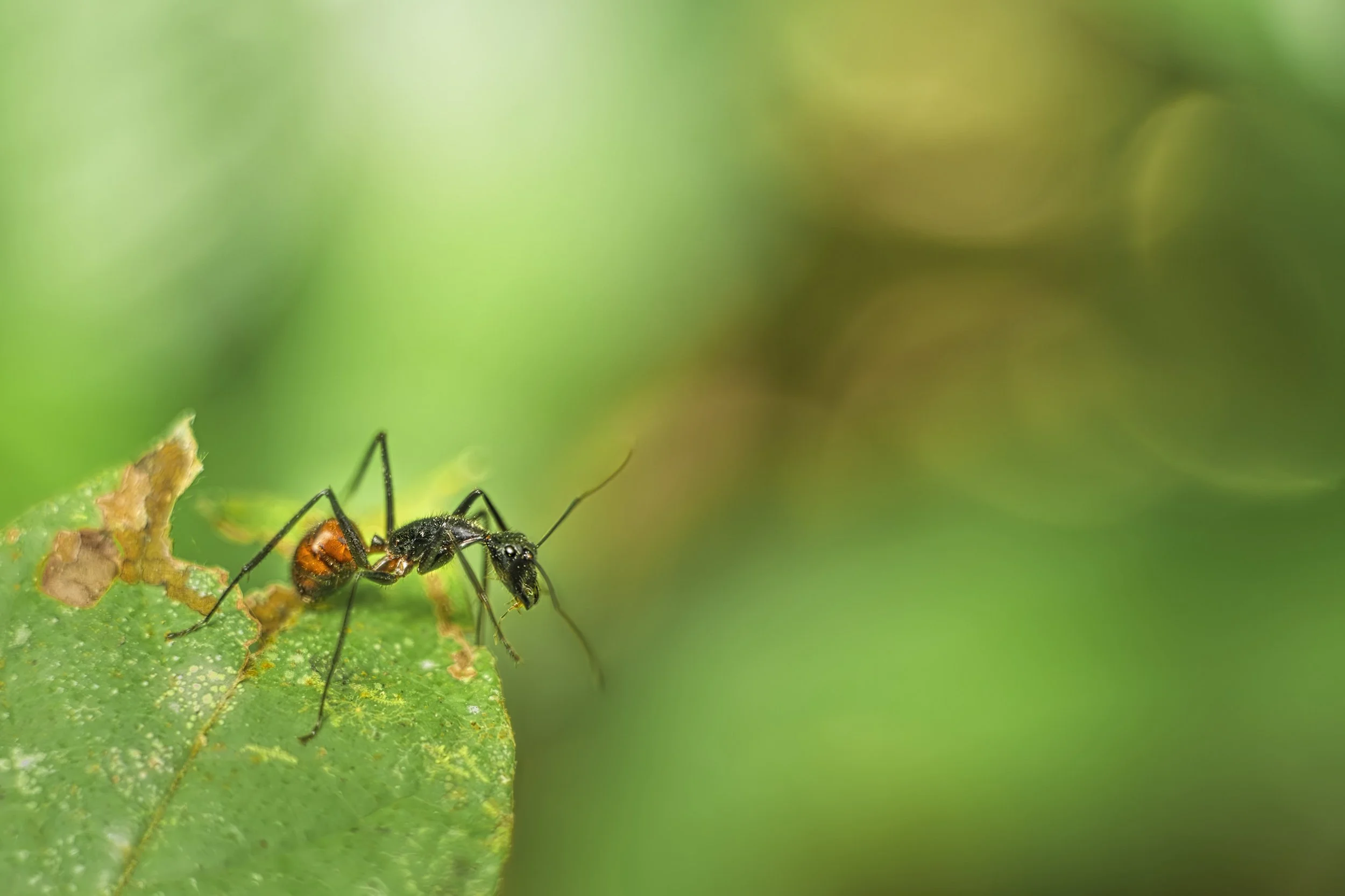 _ANA0824 Primo2 (kopia).jpg