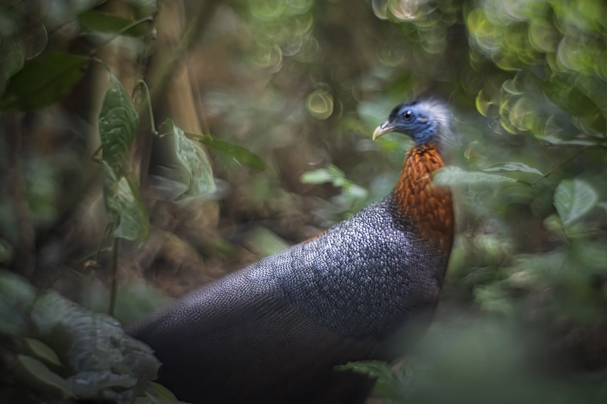 2026-08-12. Before my journey to Borneo – first together with my son, and later leading a group from Wild Nature Photo Adventures – I had a clear intention. I wanted to leave the ordinary, documentary species images behind and instead work more in my
