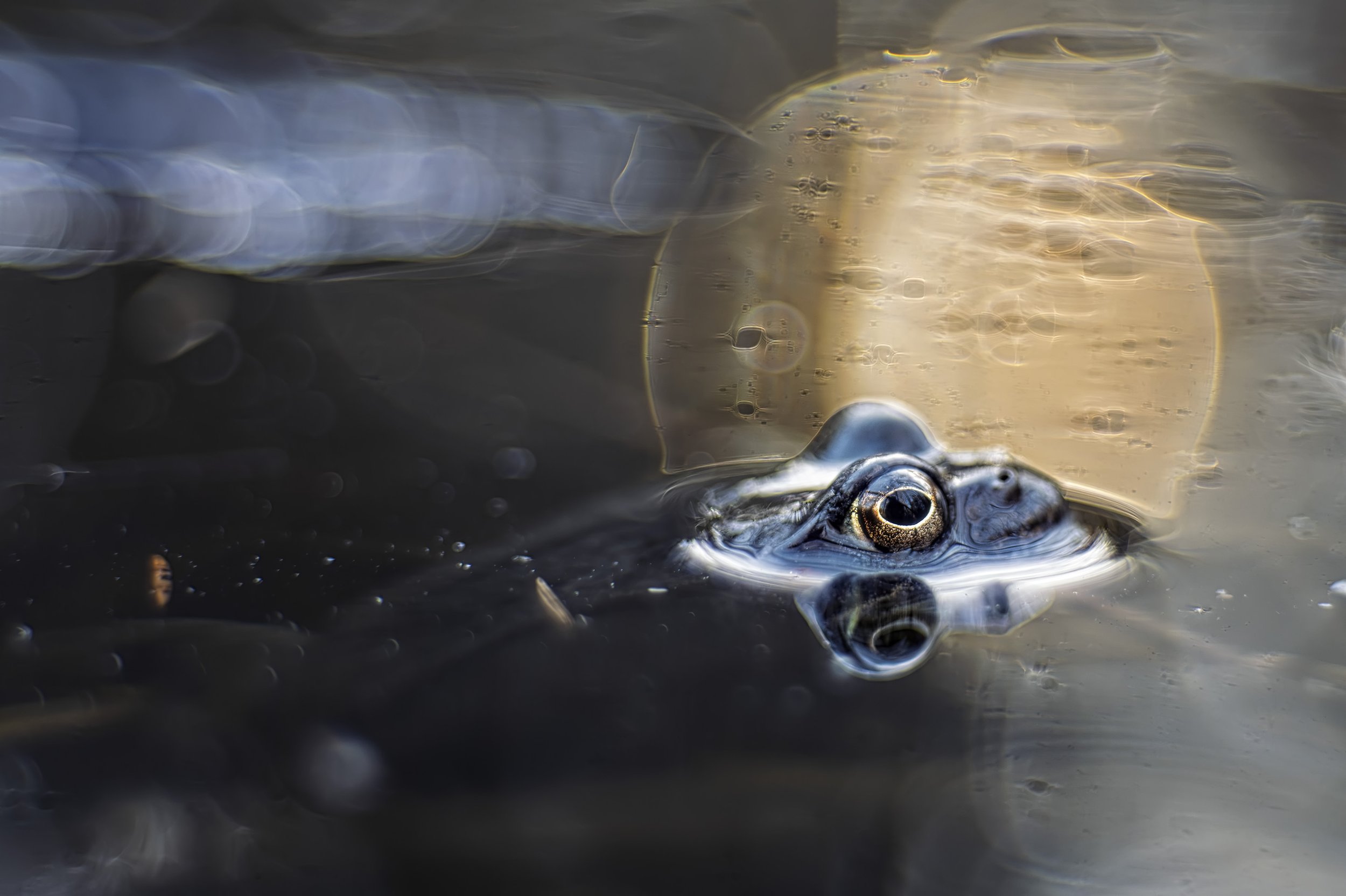 2026-04-10. At Stockholm’s latitude, it can still be cold and days with snow, but the return of light and a little warmth sets off a brief burst of activity in nature, clearly seen in the lek of the Common frog (Rana temporaria). Outside the breeding