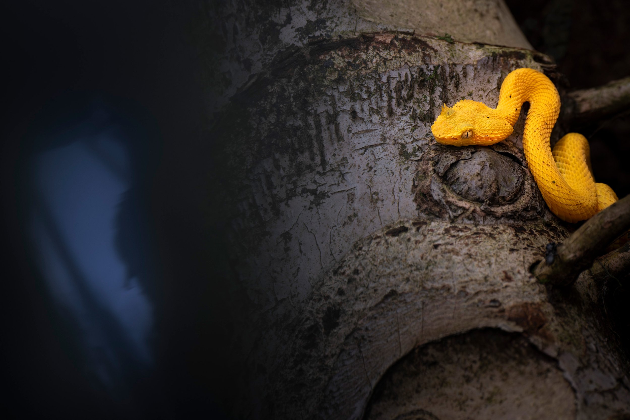 Eyelash pit viper (Bothriechis schlegelii) yellow morph, Parque Nacional Arenal, Costa Rica.