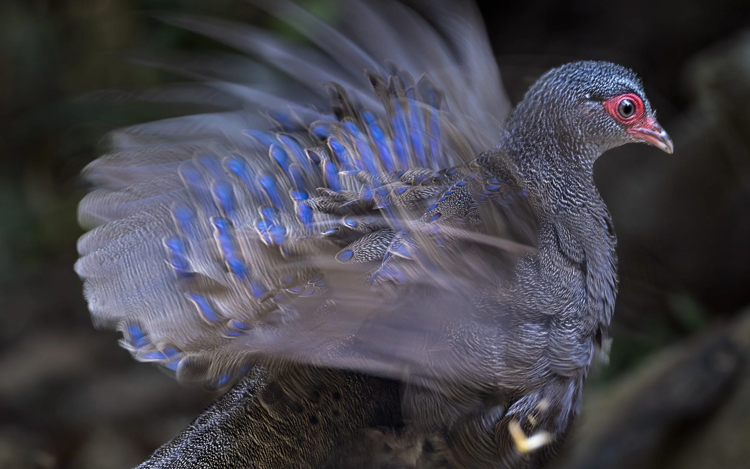 2026-02-25. Germain’s peacock-pheasant is an extremely shy and elusive bird, moving quietly through the dense lowland forests of Vietnam, where it is largely endemic. Rarely seen and often only glimpsed for a second, it seems to dissolve into shadow 