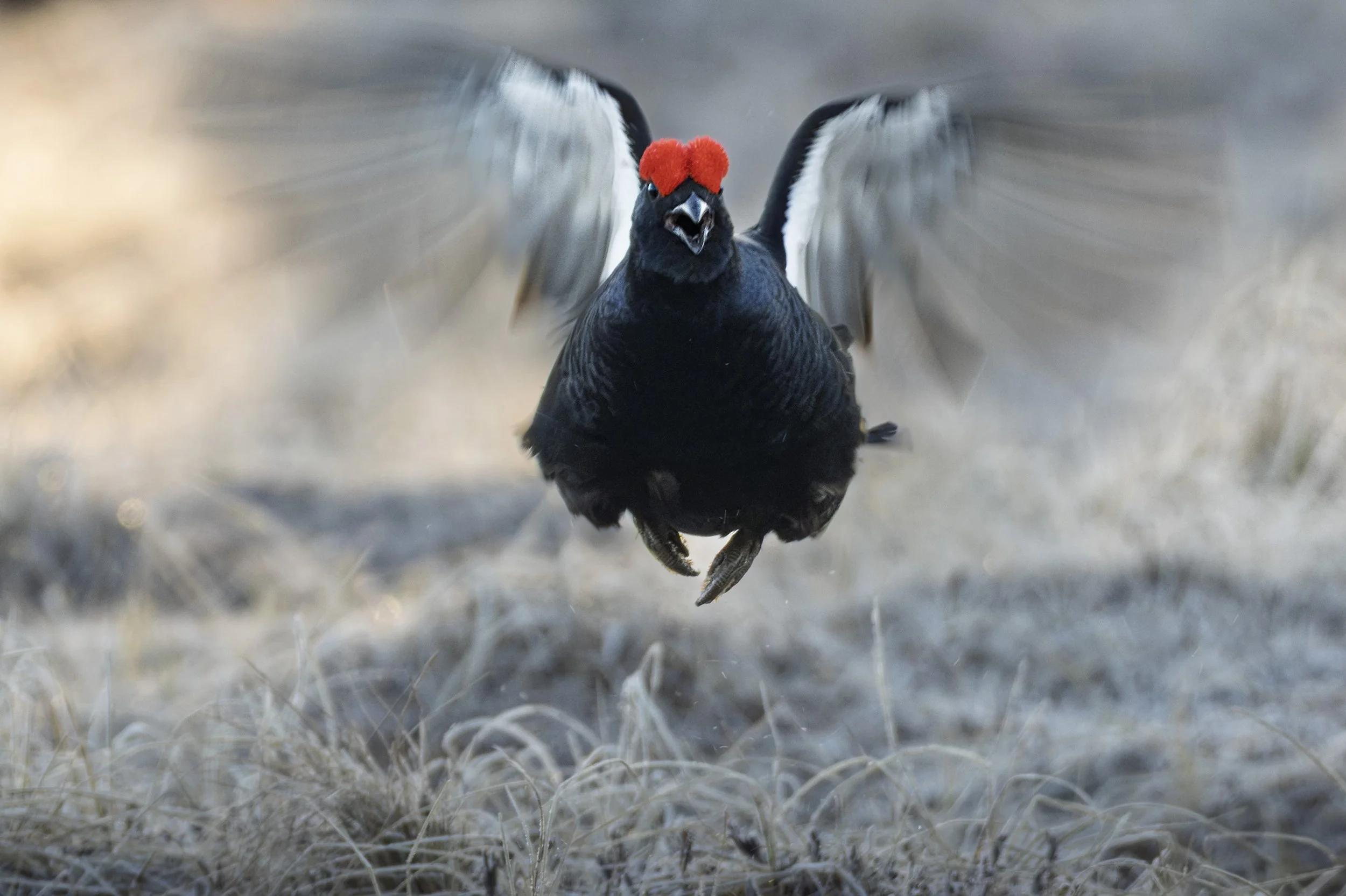 2026-04-18. The black grouse lek is in full swing. I head to remote bogs in central Sweden, deep along lonely gravel roads. Up at 3:00 a.m., I step into the dark - through swampy woodland lit by headlamp, then onto the frost-bitten mire where hidden 