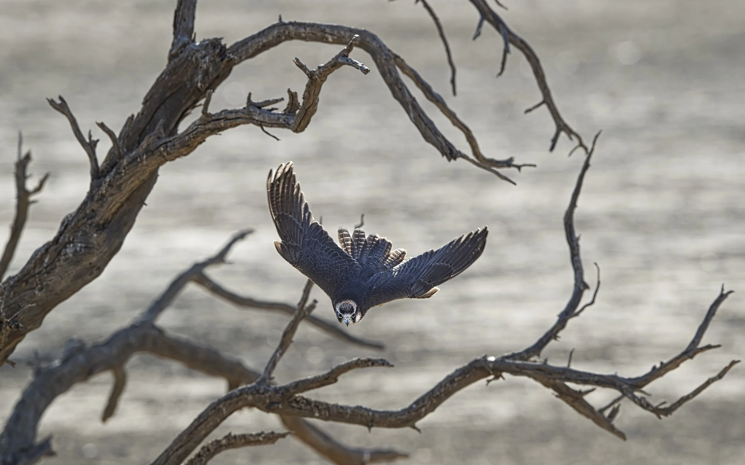 Lanner falcon is a key raptor which thrives in the dry Kalahari.
