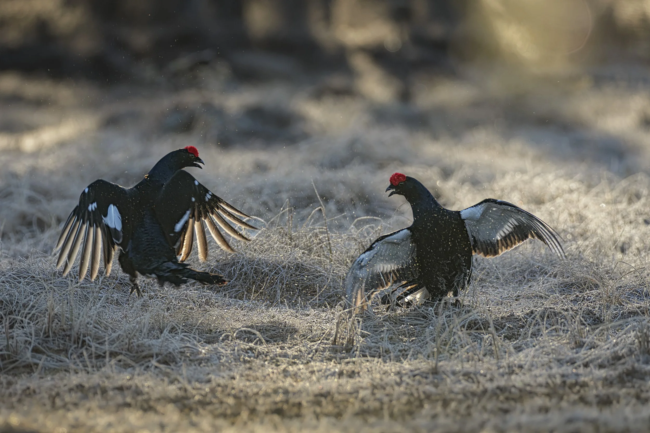 _1514534 (kopia).jpg