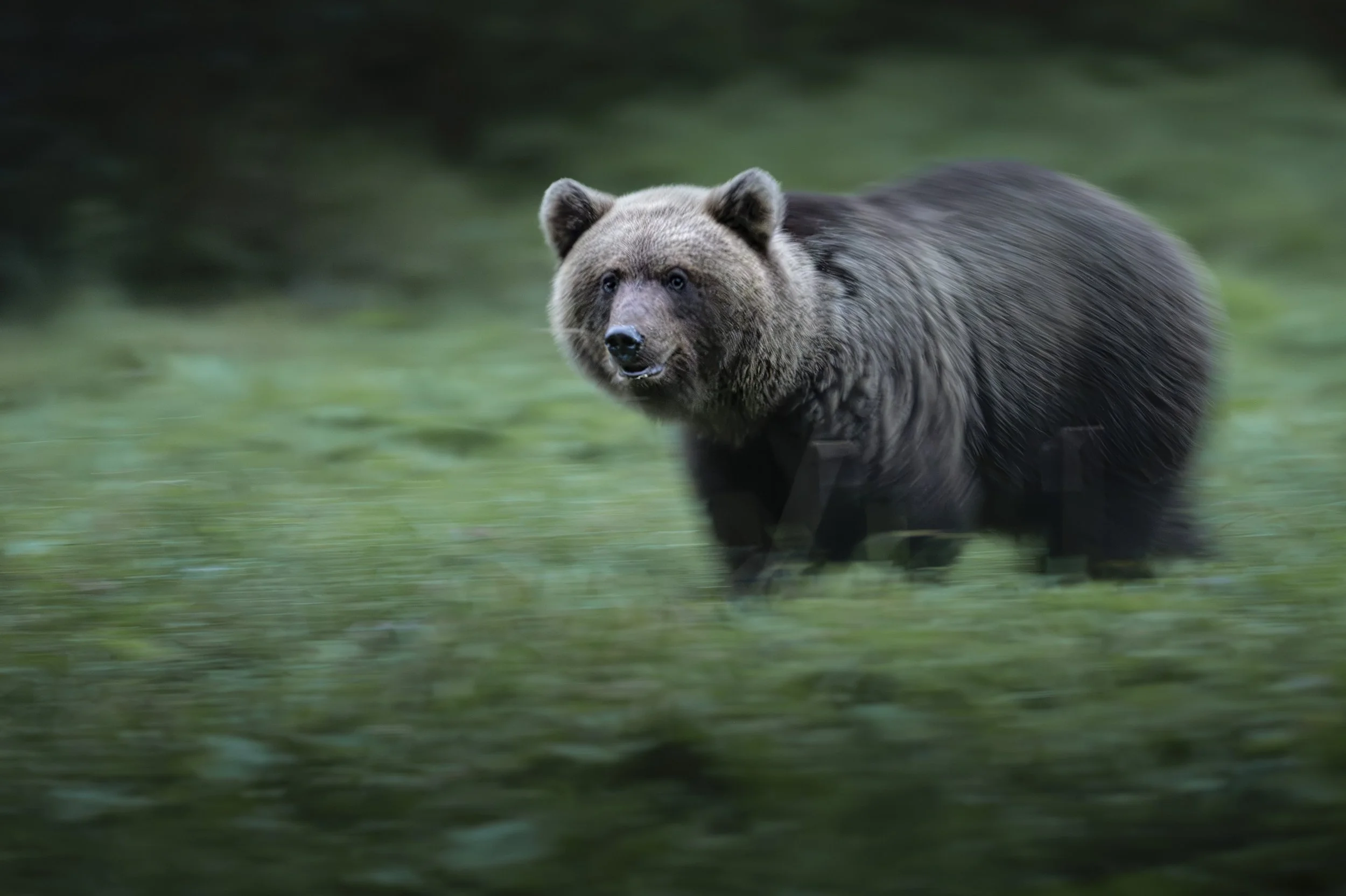 2026-09-10. My very first visit to Estonia.
Astonishingly, such a small country can hold a population of around 1,100 Brown Bears. Add wolves and lynx, and Estonia stands out as one of Europe’s remarkably strongholds for large predators. It is a spar