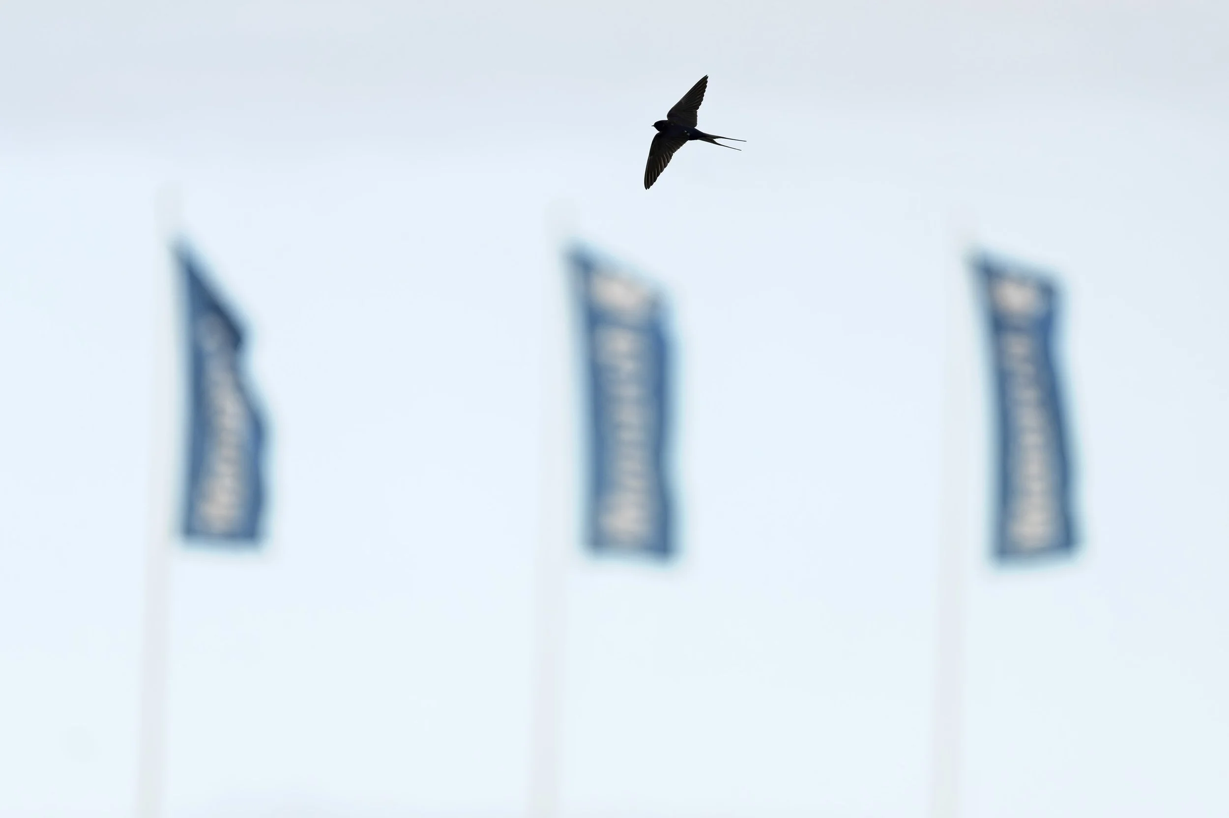 2025-08-23.. There is a saying: A lonely swallow doesn't make a summer. August and summer are going to their end - and in an attempt to suck out as much of the remaining summer as possible and photographing arctic waders still in summer plumage, I ha