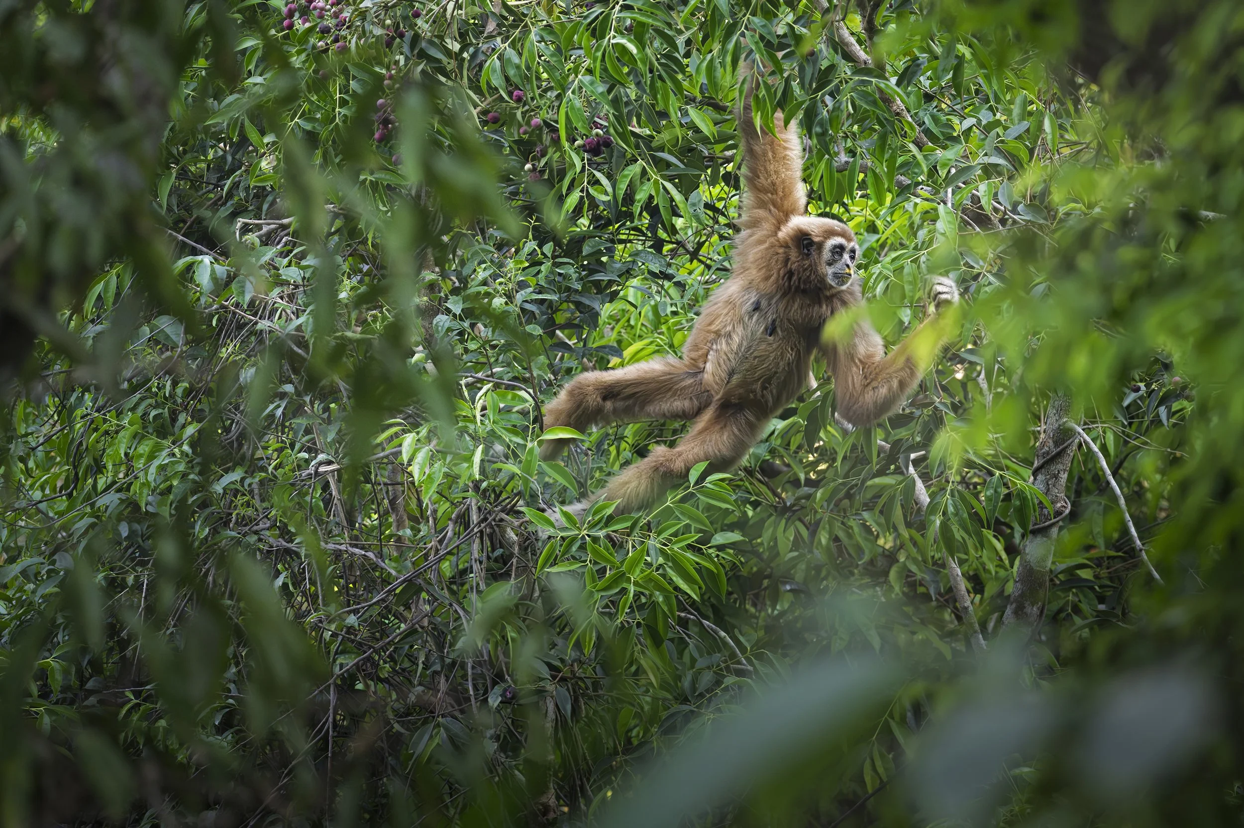 2026-02-17. Of course, it is a constant sensing, looking, and listening for animals, big and small and tiny. We had many exciting finds, amongst them Robinson's banded langur, first time for me in Kaeng Krachan NP - even though I have been on two ext