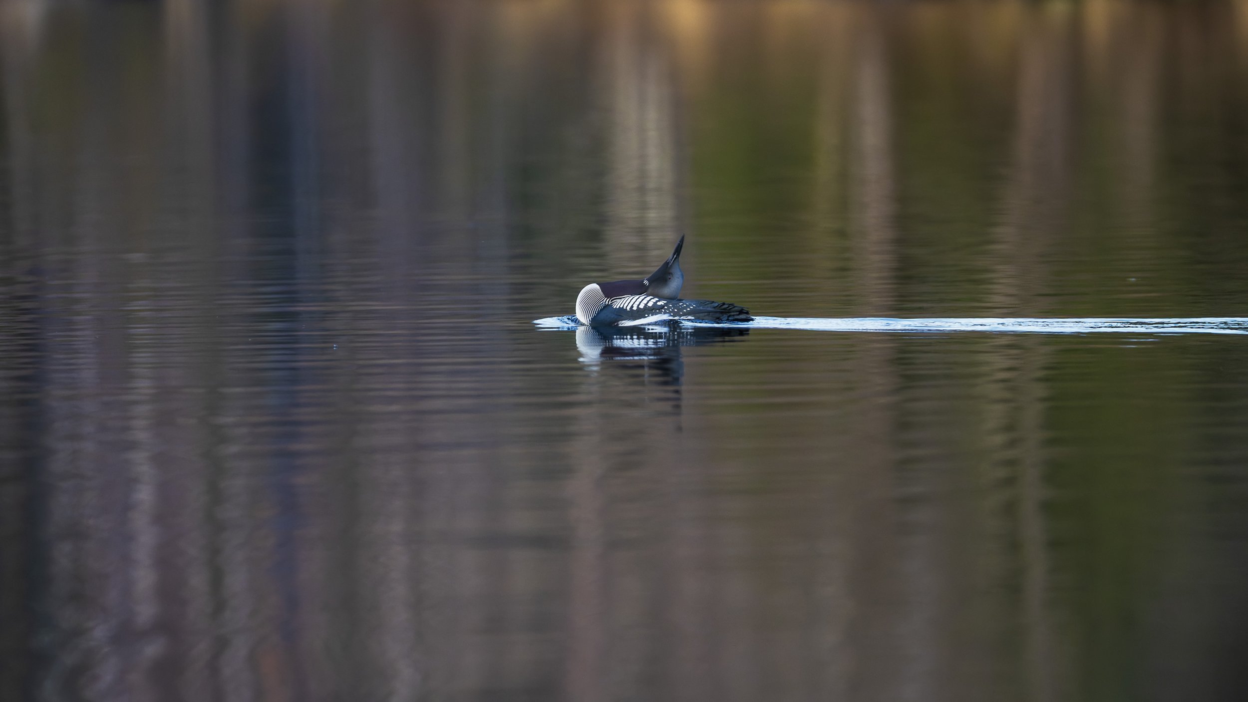 _1467765 (kopia).jpg