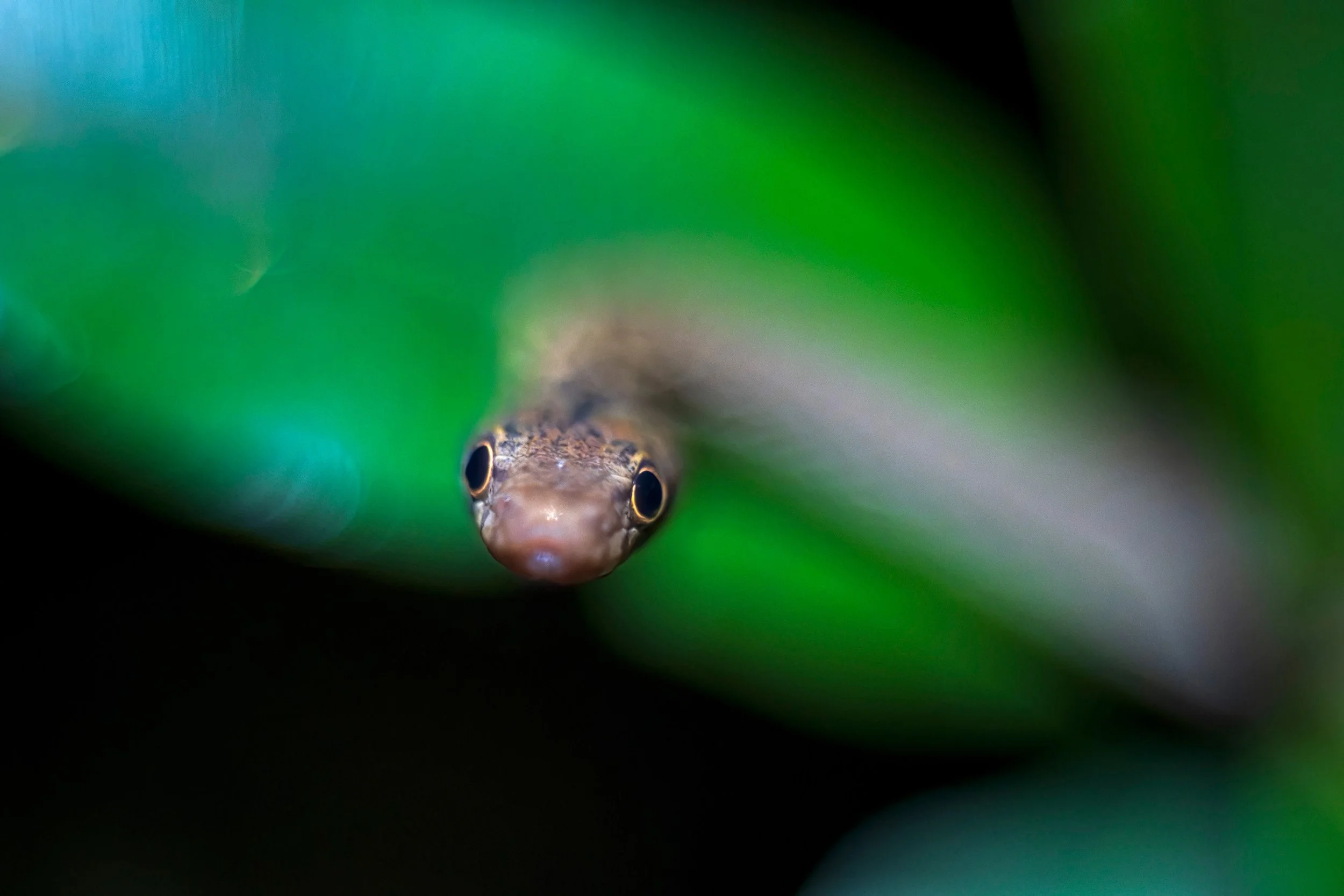 Perinet night snake (Ithycyphus perineti), Anjozorobe Angavo Protected Area, Madagascar. Vintage lens.