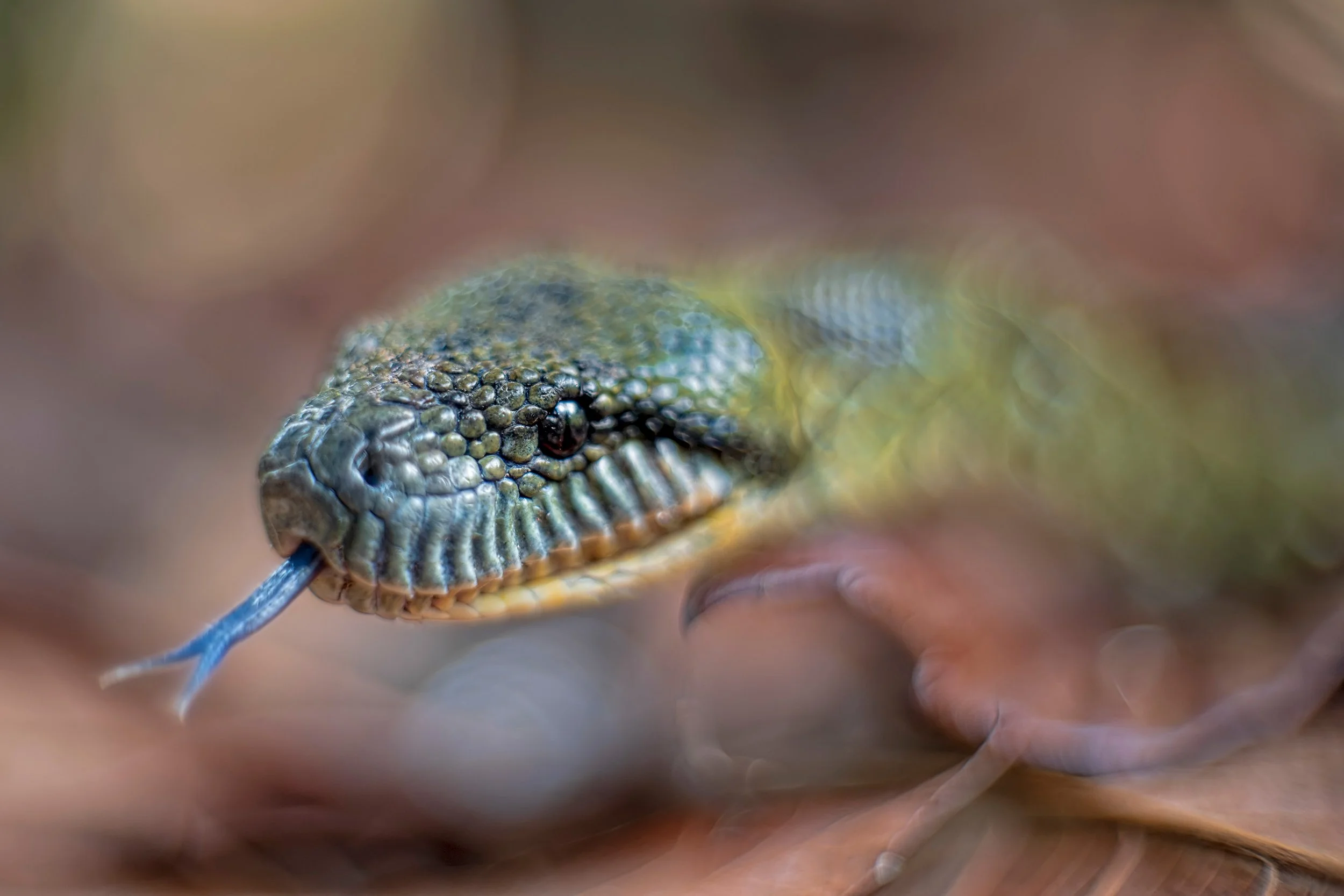 Madagascar tree boa (Sanzinia madagascariensis), Andasibe National Park, Madagascar. Vintage lens.