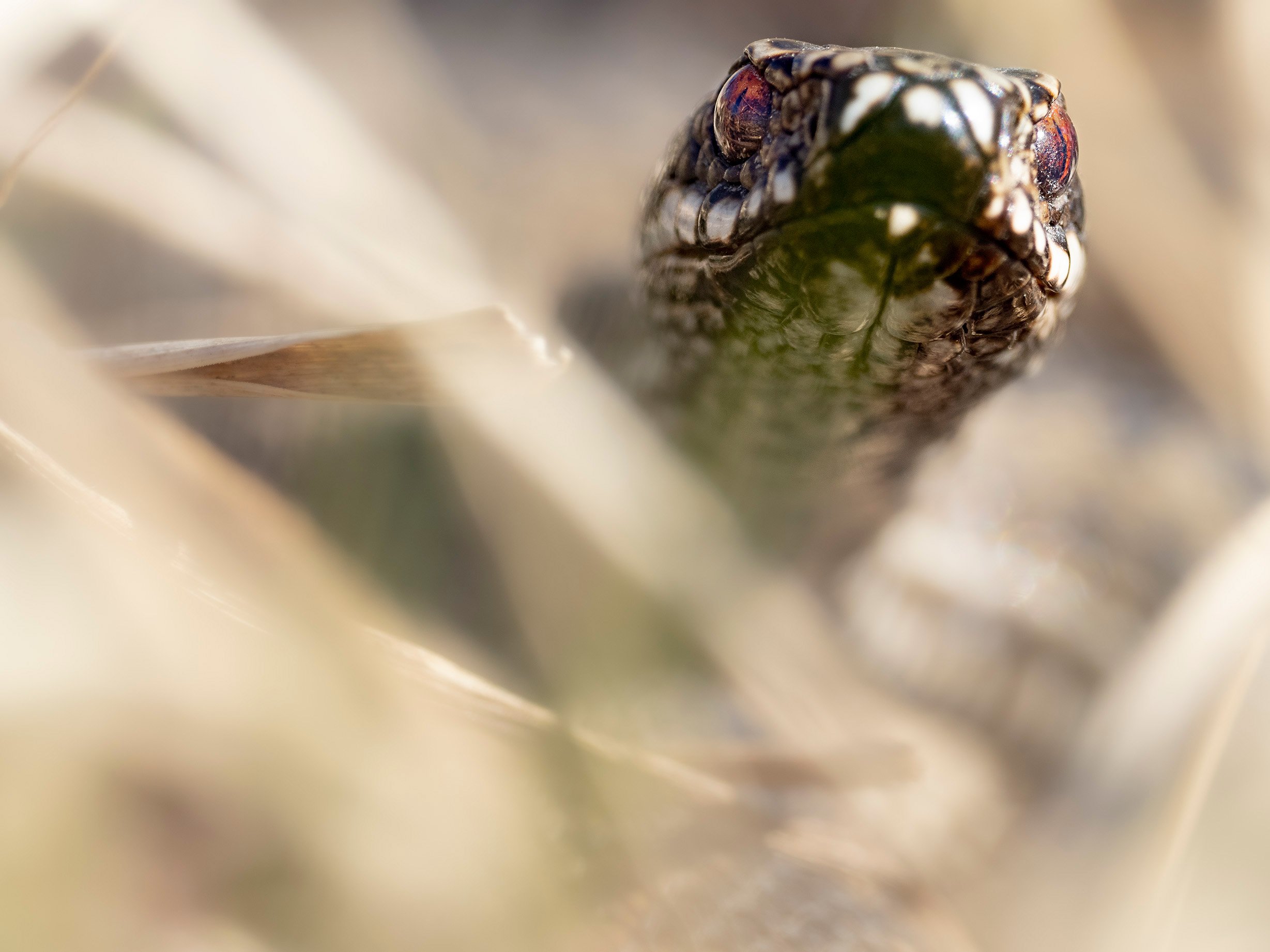 European adder (Vipera berus) female, Strömsholm, Sweden.