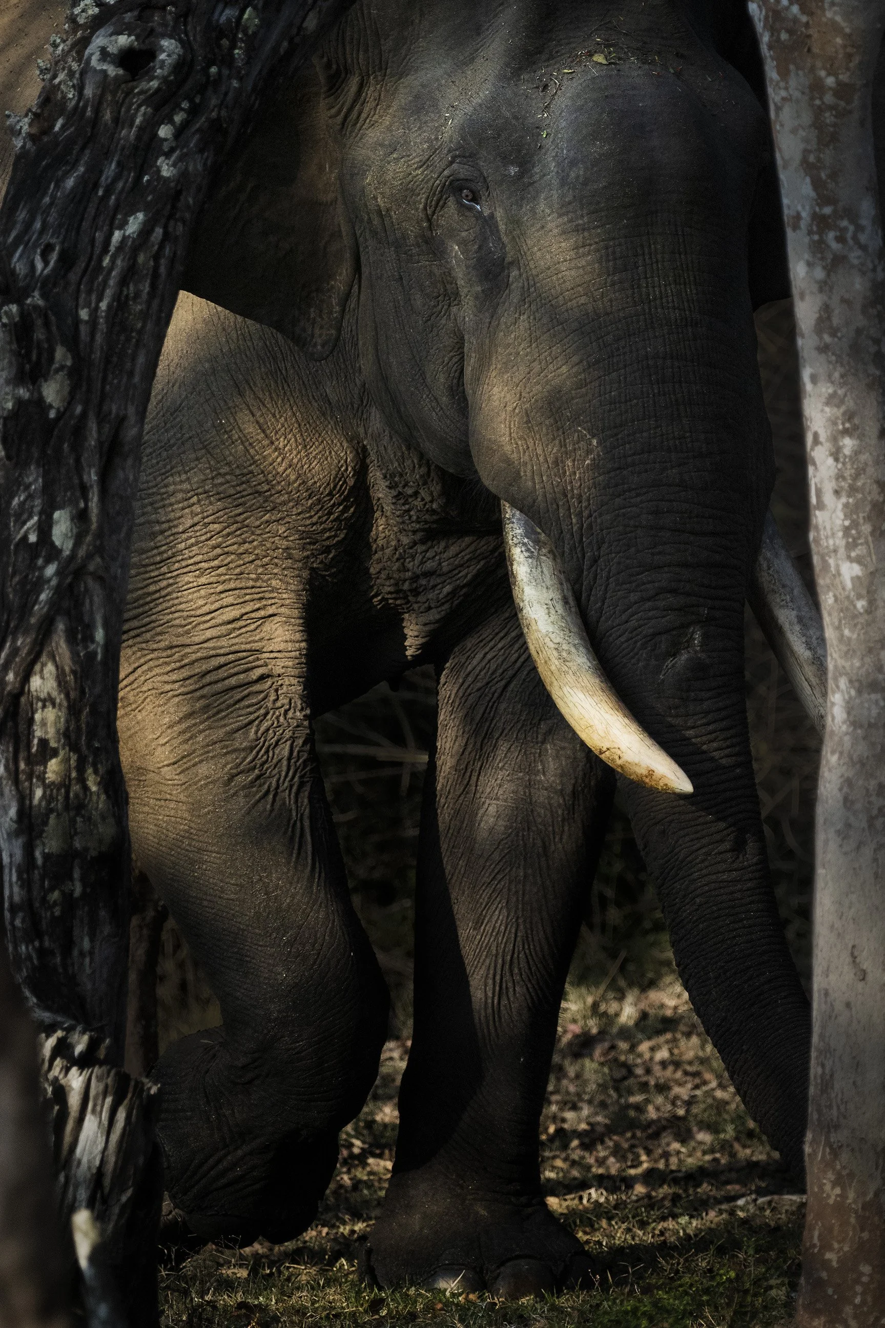 Elephant bull, Kabini NP.