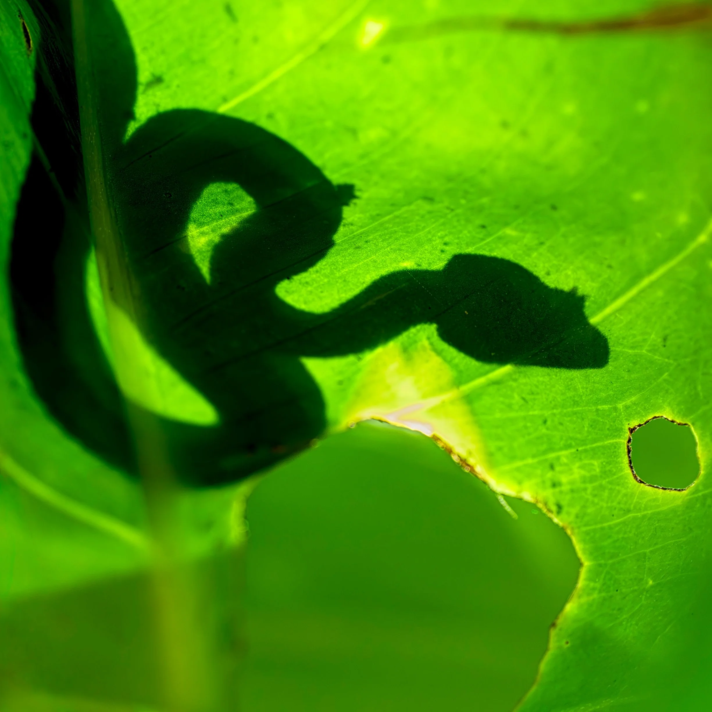Eyelash pit viper (Bothriechis schlegelii), Parque Nacional Cahuita, Costa Rica.