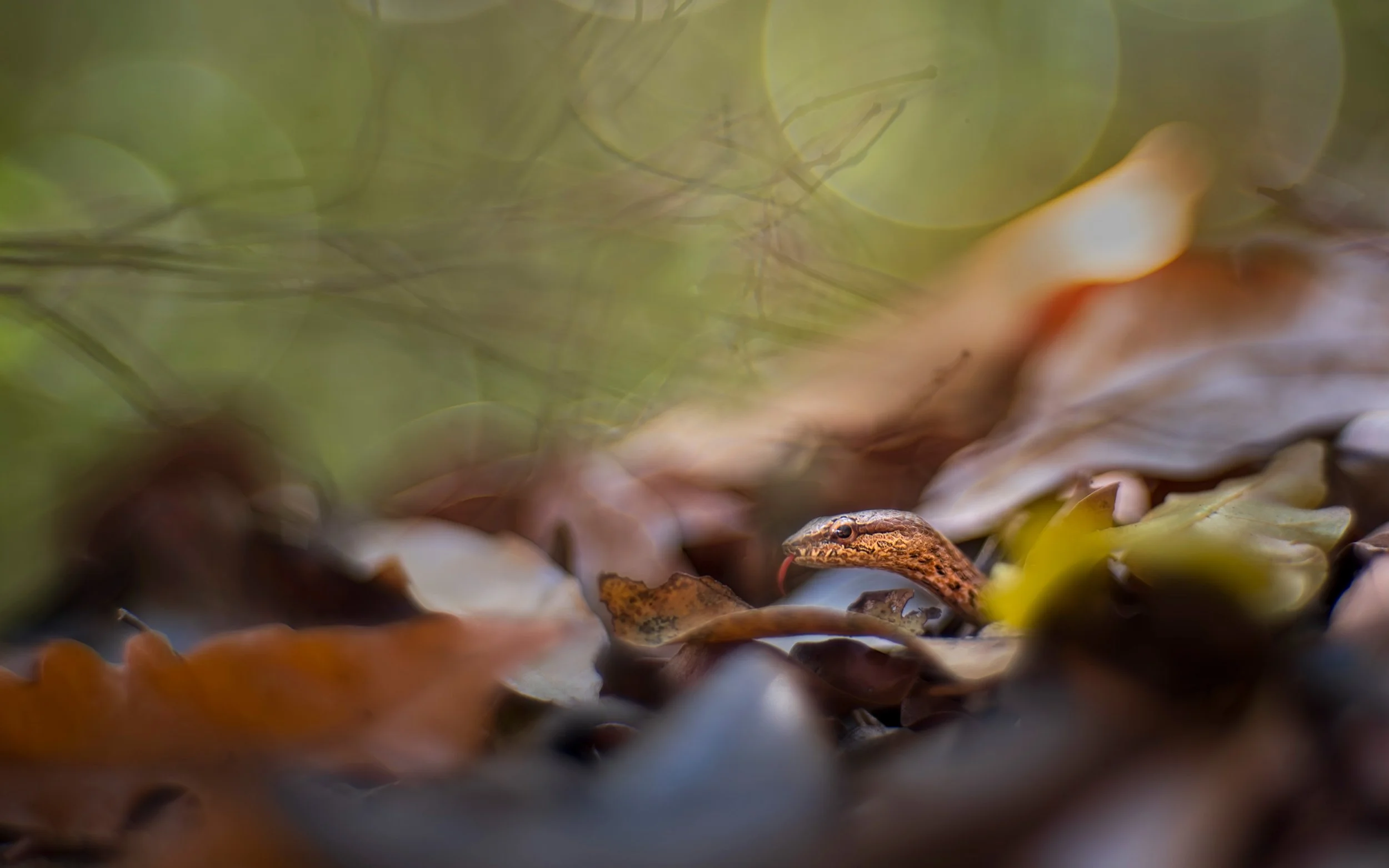 Tiny night snake (Ithycyphus miniatus), Ankarafantsika National Park, Madagascar. Vintage lens.