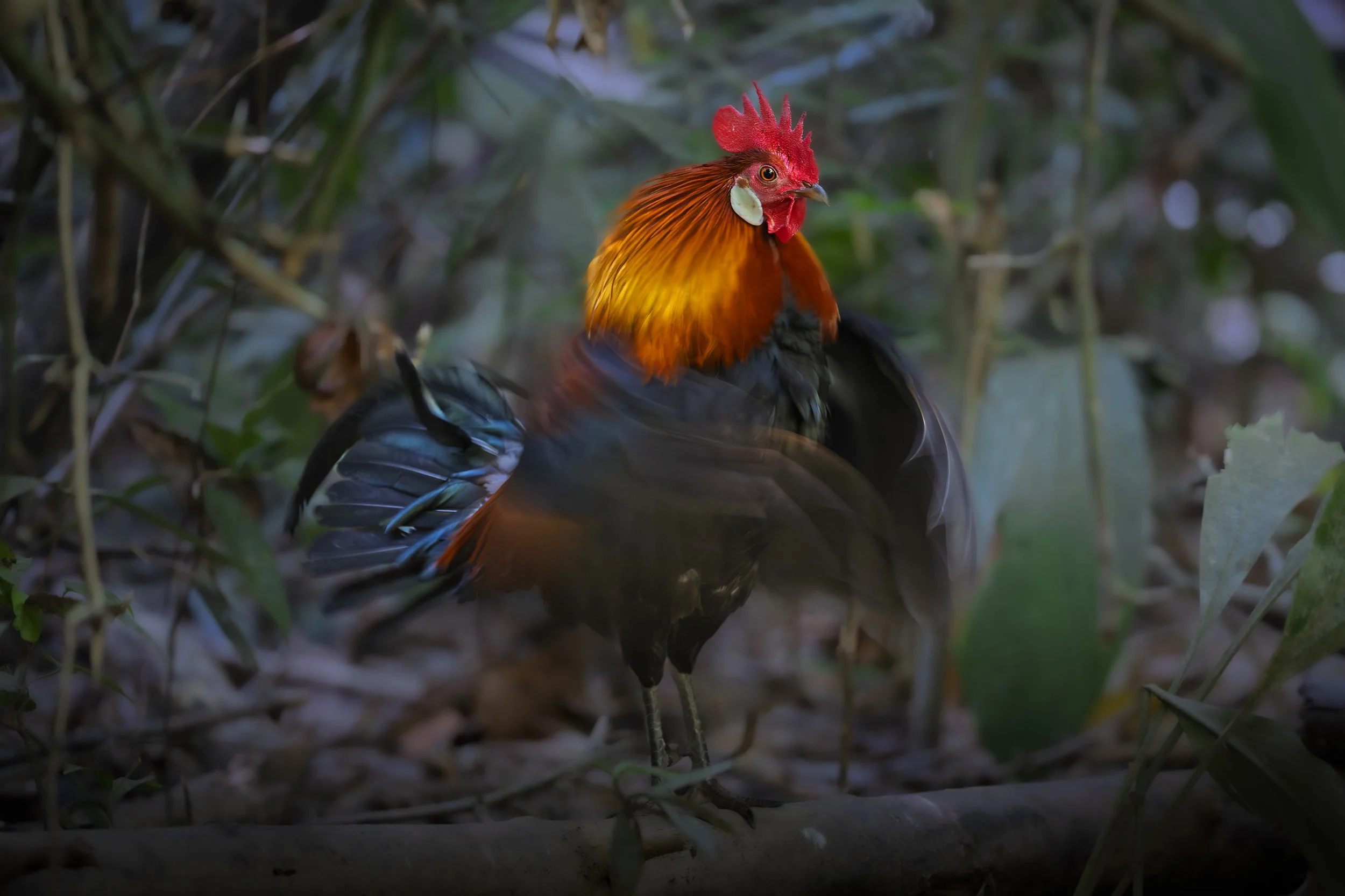 _1302394 (kopia).jpg