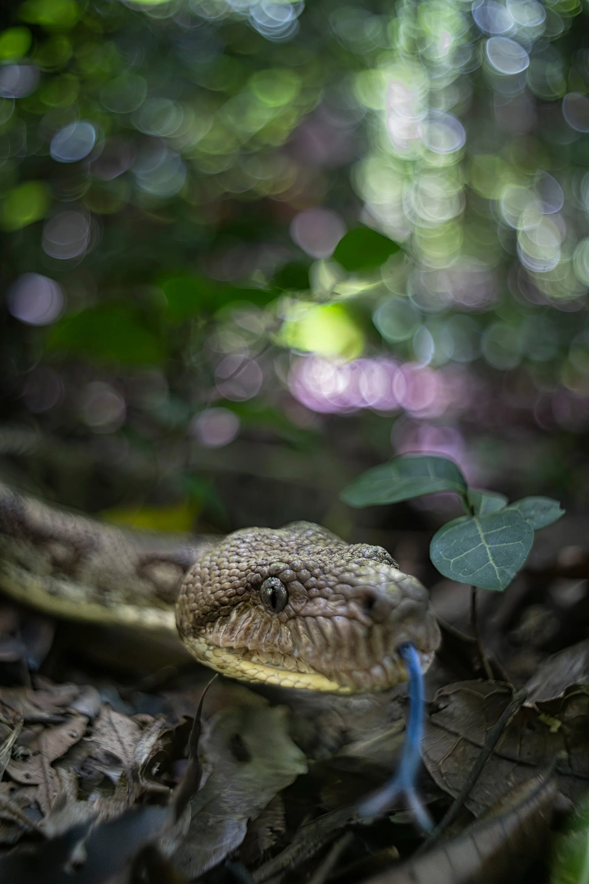 Madagascar ground boa (Acrantophis madagascariensis), Réserve spéciale d’Ankarana, Madagascar, Vintage lens.