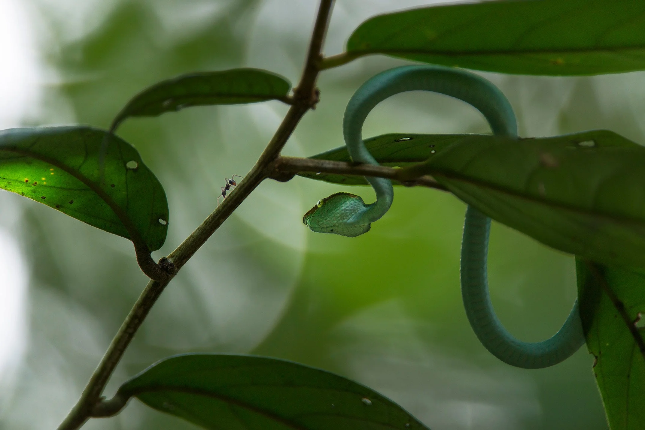 Bornean keeled green pit viper (Tropidolaemus subannulatus); Sepilok, Borneo.