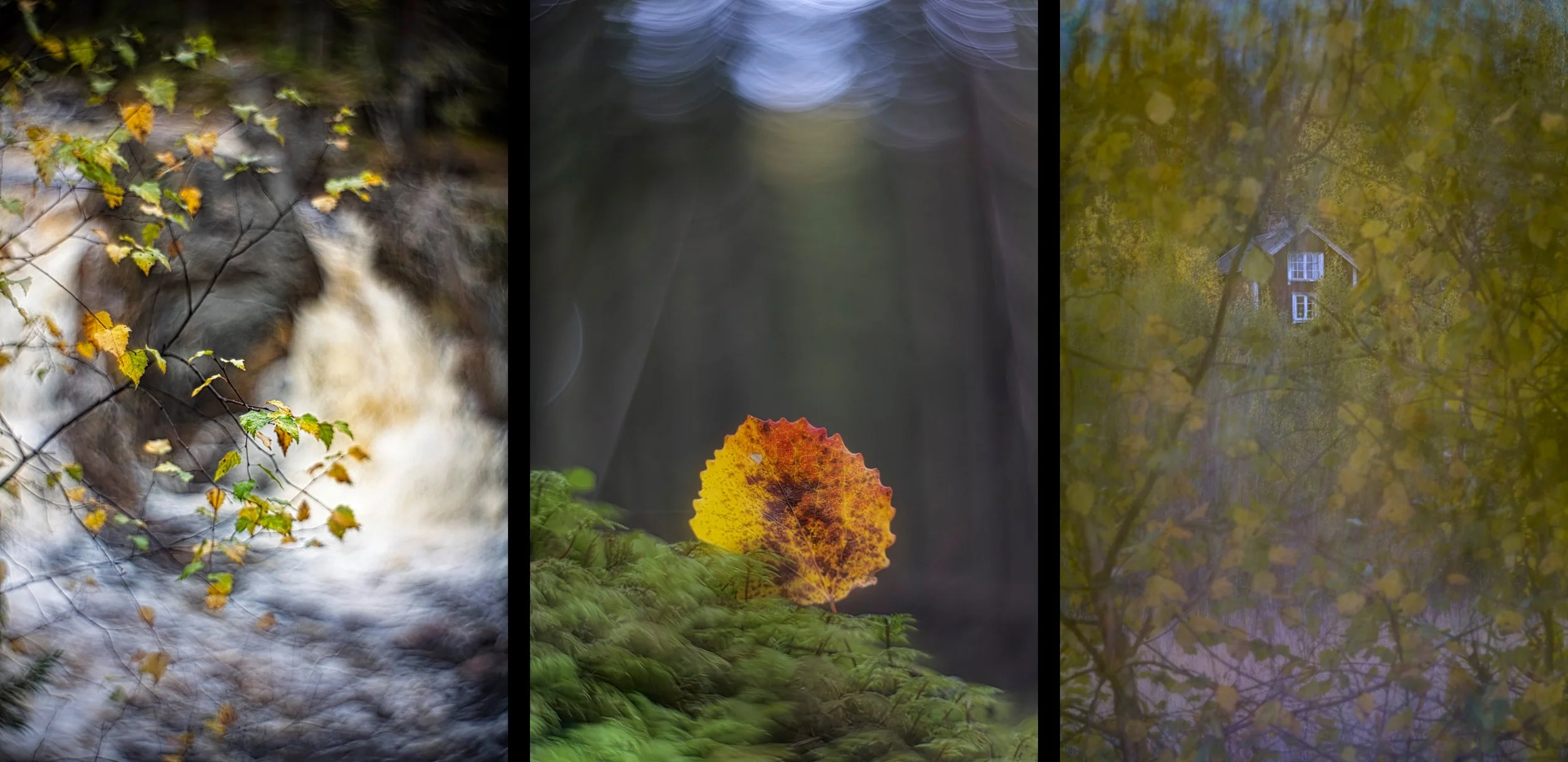 2026-10-16. Autumn is here. A season of melancholy, when summer has finally loosened its grip on nature. Many of our birds have already departed for the south, the insects have vanished, and a peculiar stillness has settled over forests and fields. N