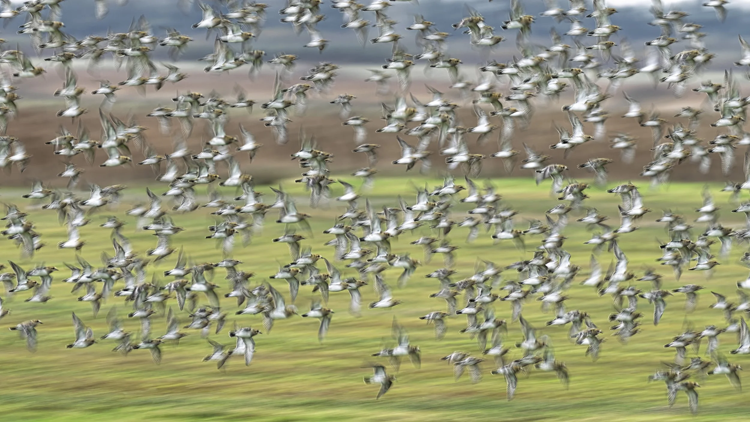 2025-11-10. Golden plovers in their thousands migrate and roost along the Danish coasts, especially the West Coast. When birds sweep across the sky in a massive flock, shifting direction in perfect unison, it looks almost like a living cloud. Each mo