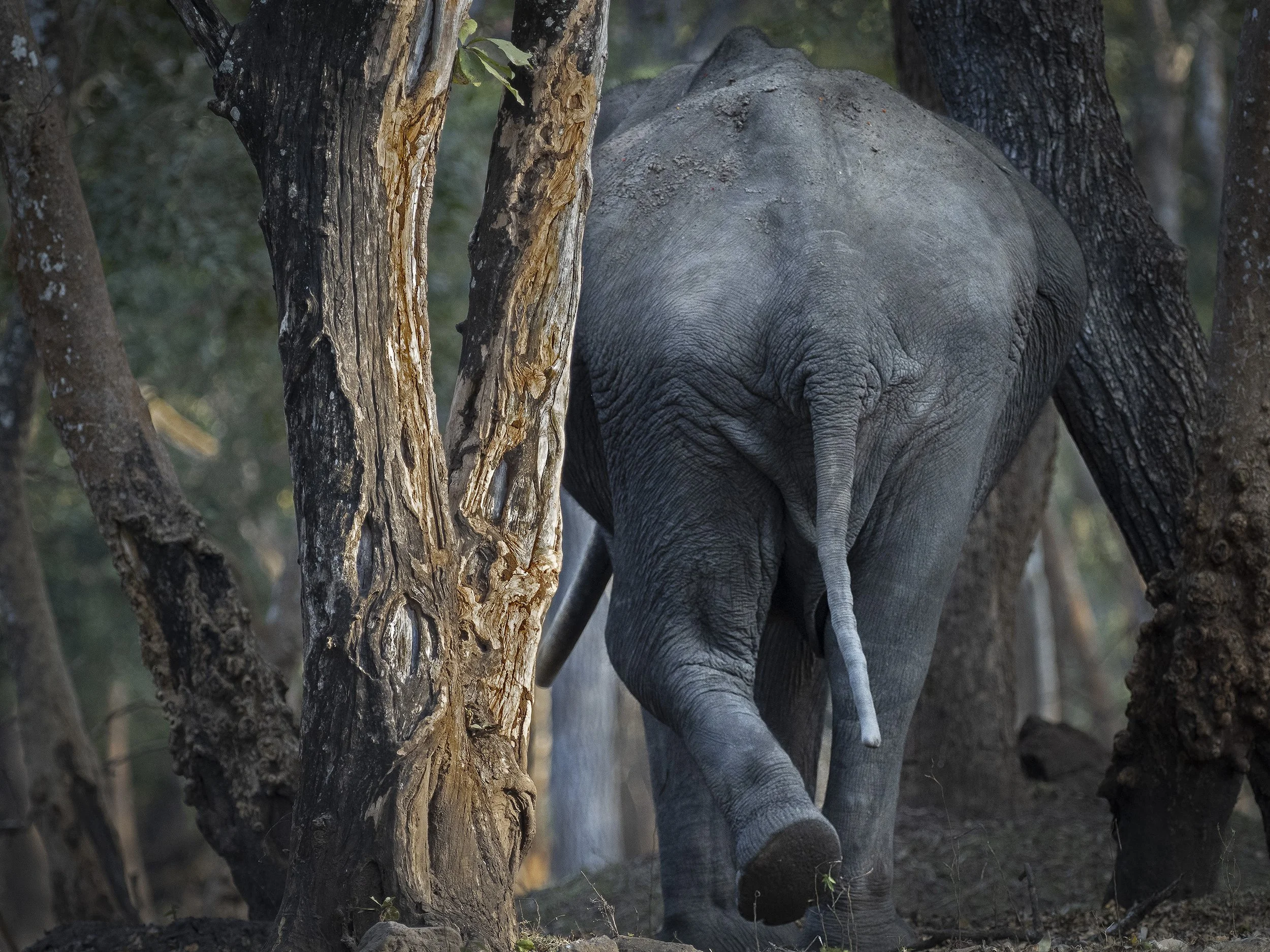 Elephant bull, Kabini NP.