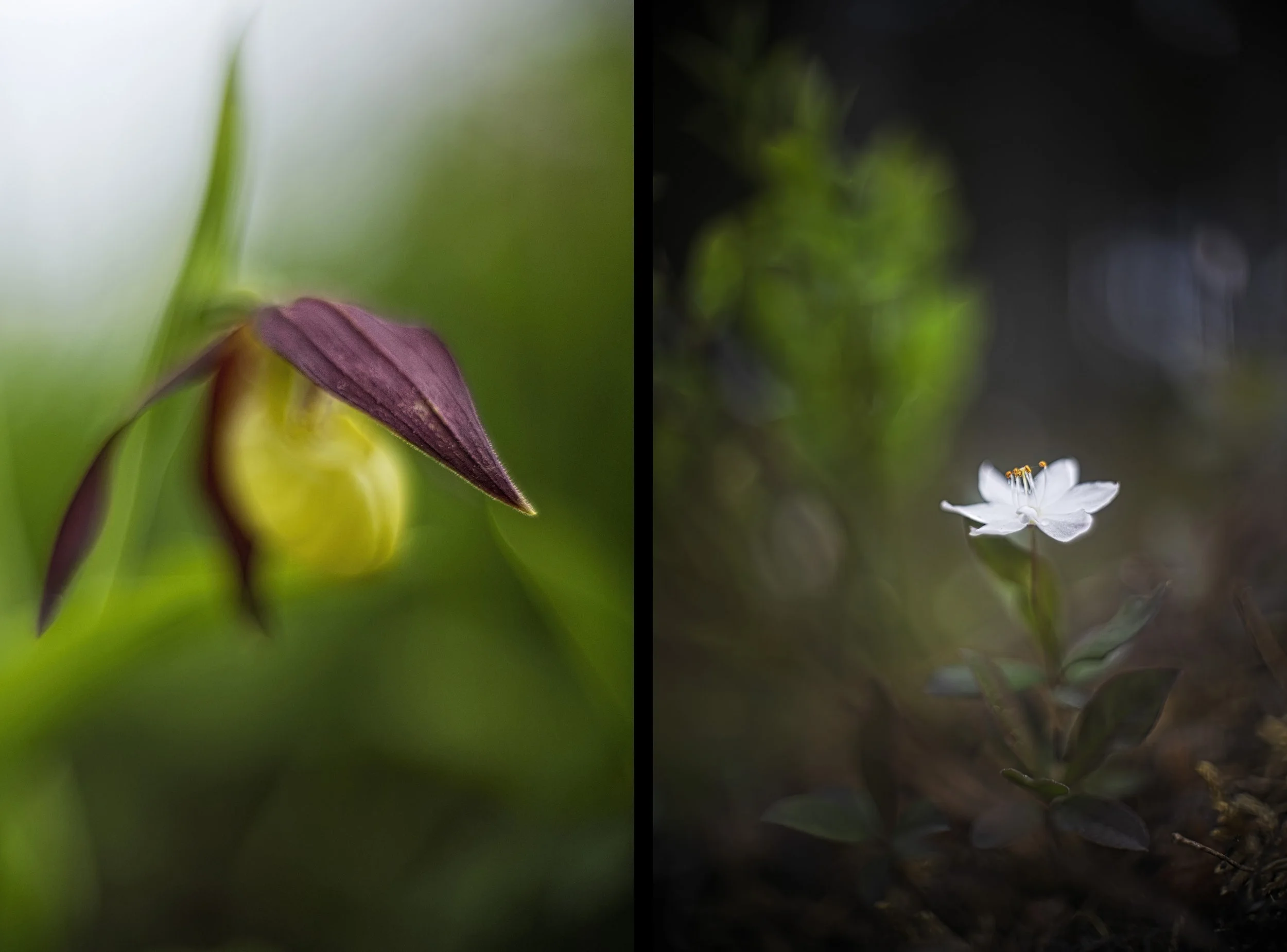 2026-05-28. Spring begins cautiously. At first, almost nothing, then a few flowers, and suddenly comes the explosion. Colours, shapes, and species follow one another at a pace that makes it difficult to keep up as a nature photographer.
Cypripedium c