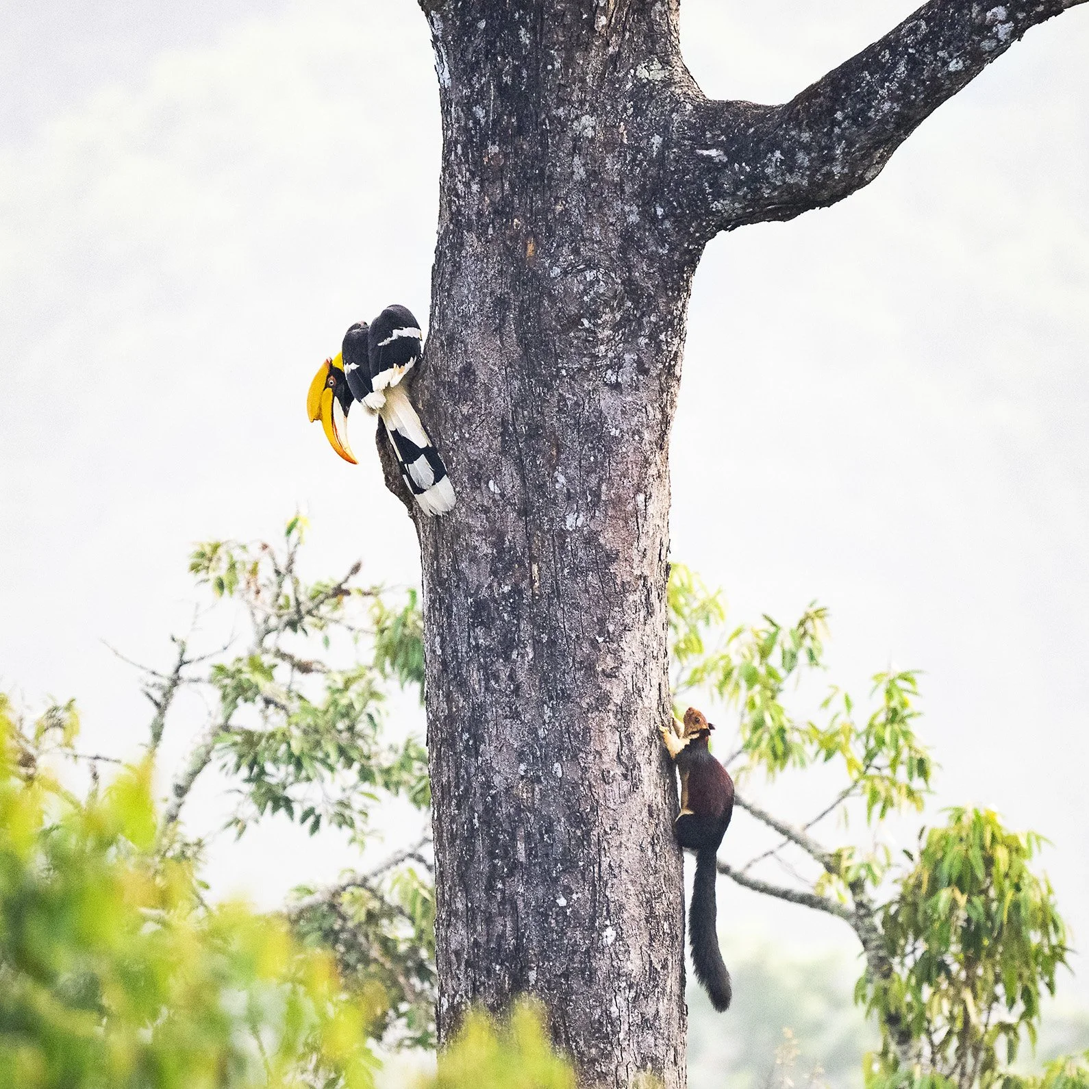 Giant Squirrel and Indian Great Hornbill, Valparai.