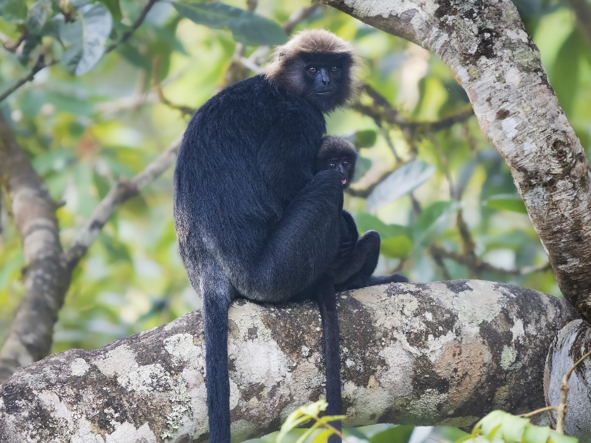 Nilgiri Langur. Valparai.