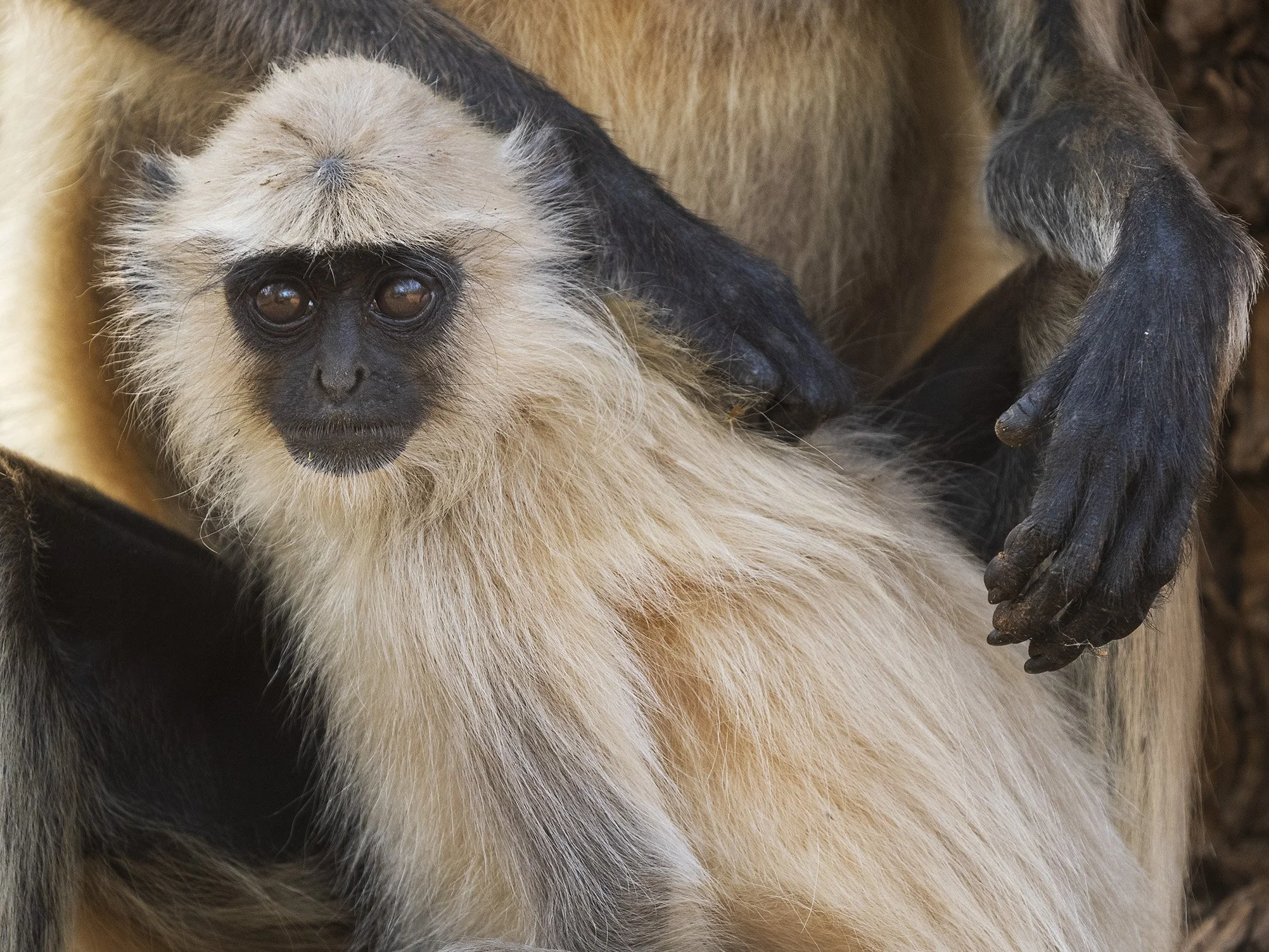 Mother's gentle care. Black-footed gray langur, Kabini NP.