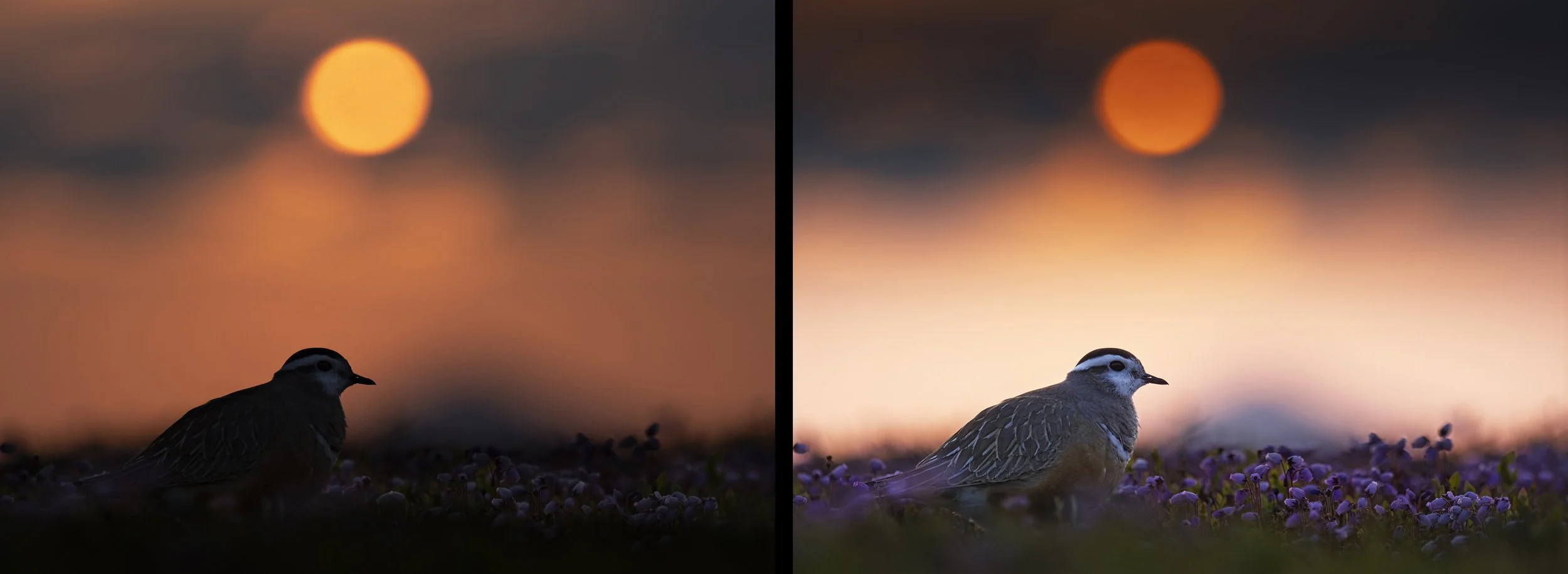 2026-01-21. An image of a female Dotterel photographed in the Swedish mountains during the COVID period in 2020. The left image shows how it was processed at the time, while the right shows the same image reprocessed recently. There is a noticeable d