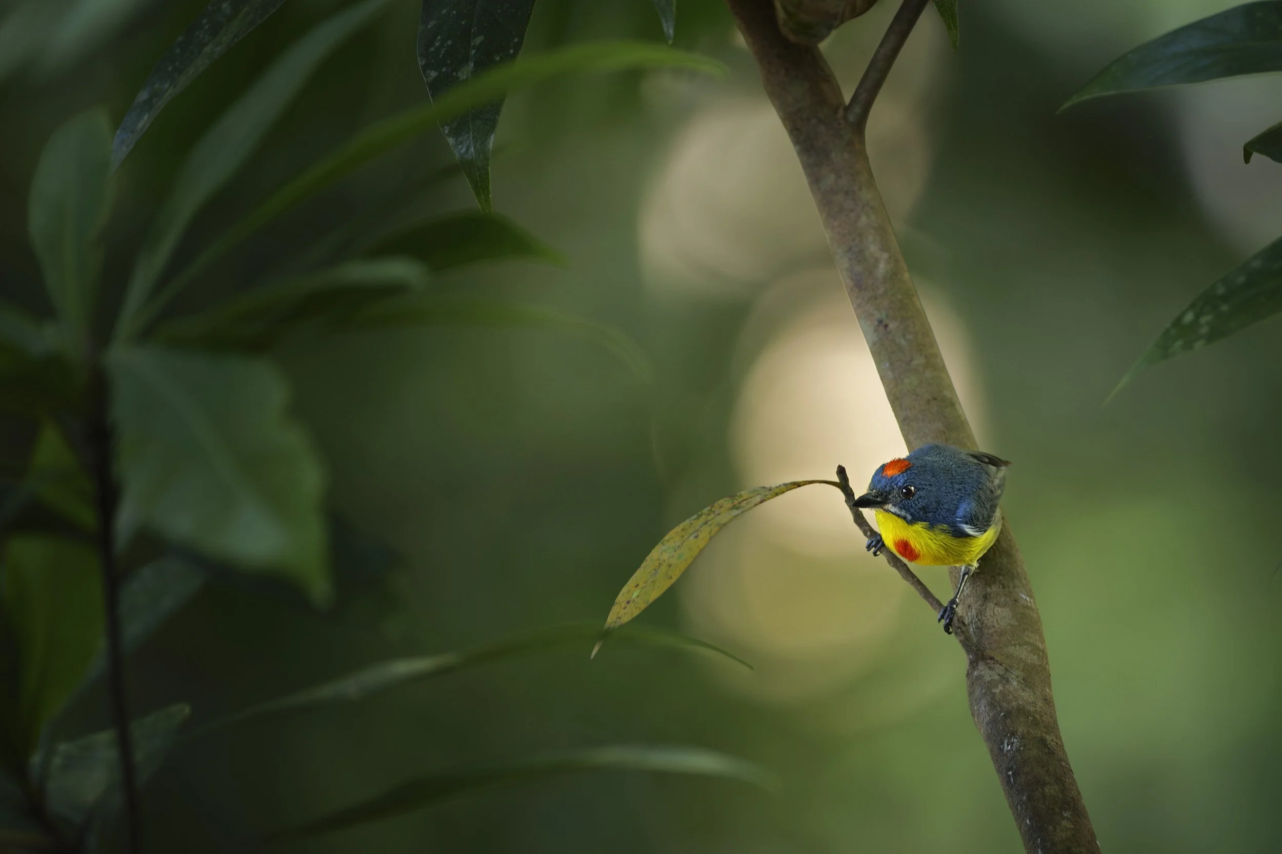 _1242836 (kopia).jpg