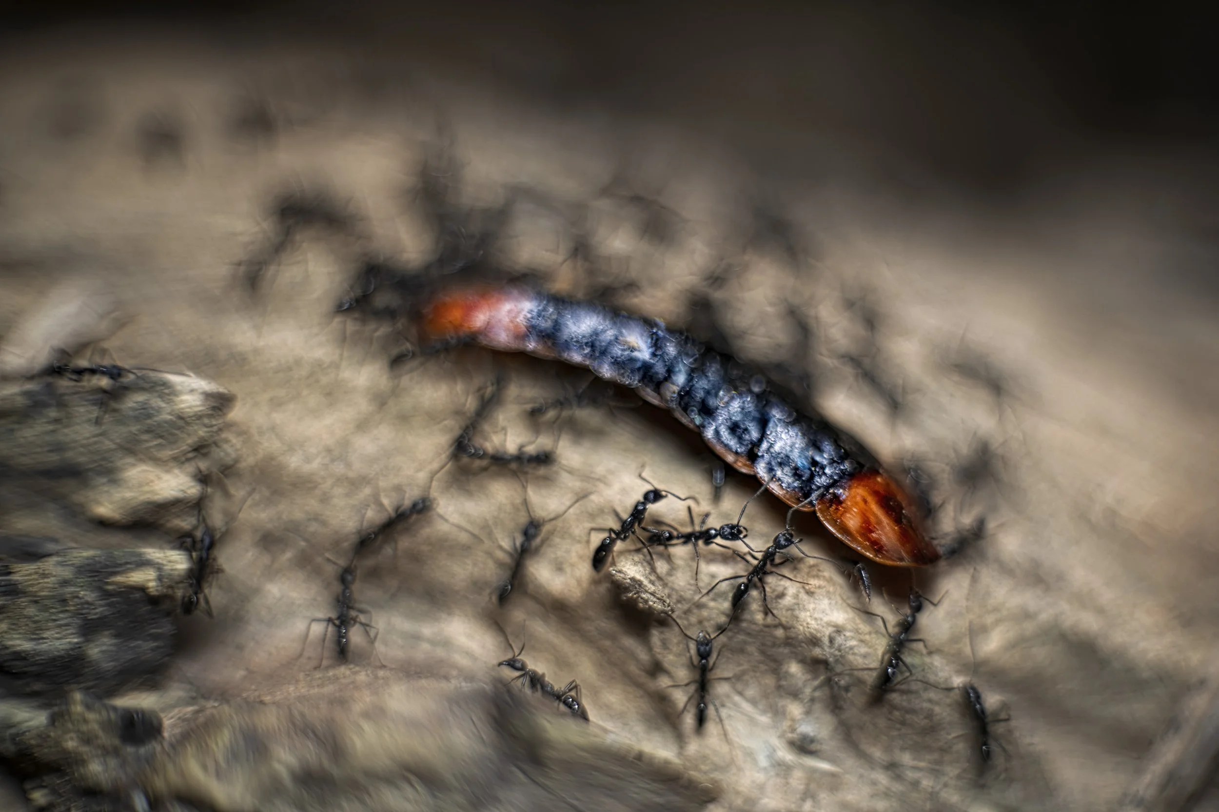 _ANA4040 Zb50 (kopia).jpg