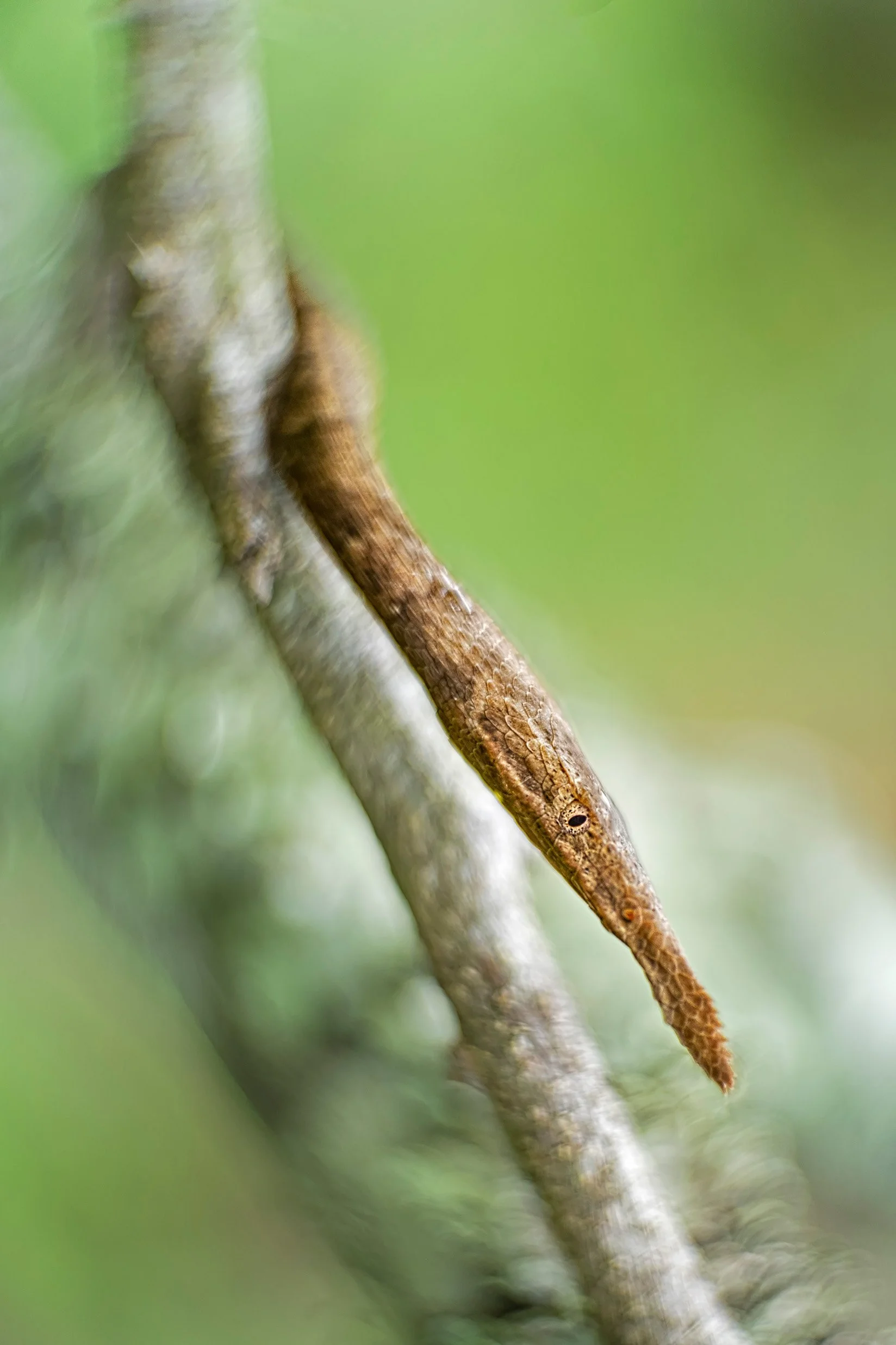 Madagascar leaf-nosed snake (Langaha madagascariensis)  female, Andasibe Mantadia national park, Madagascar. Vintage lens.