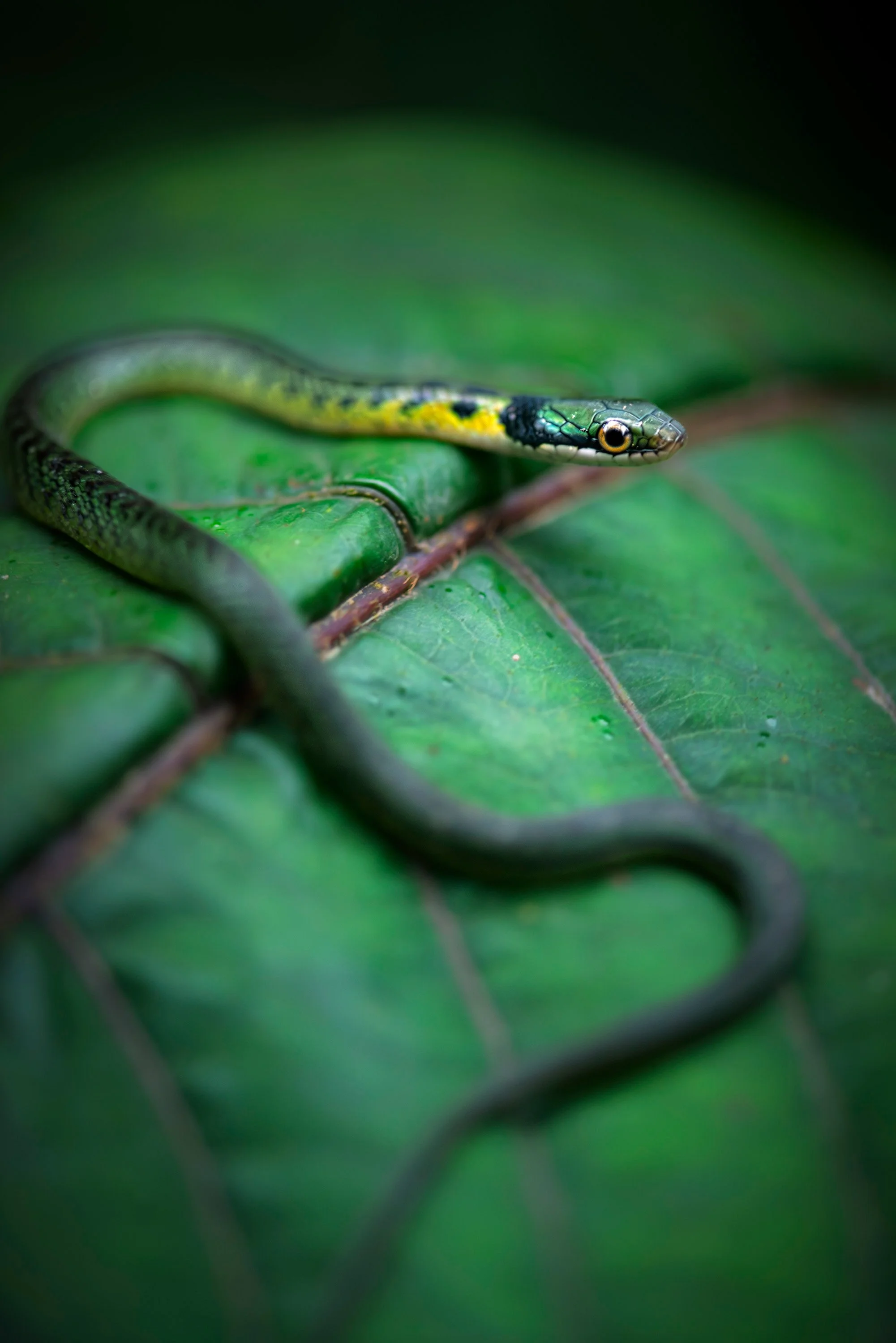 Rainbow forest-racer (Dendrophidion clarkii) - probably? Young specimen. Maspi, Ecuador.
