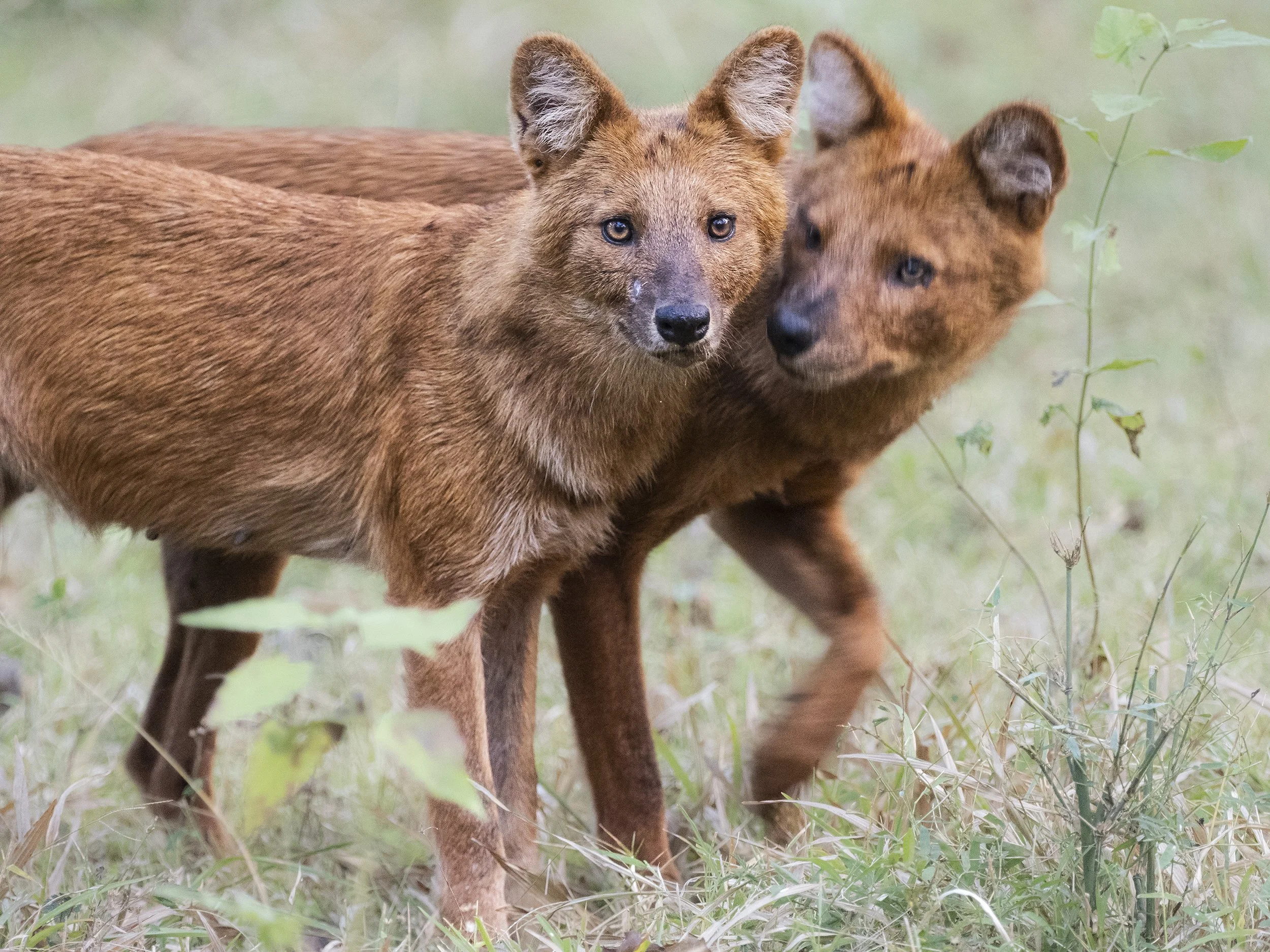 Dhole, Kabini NP.