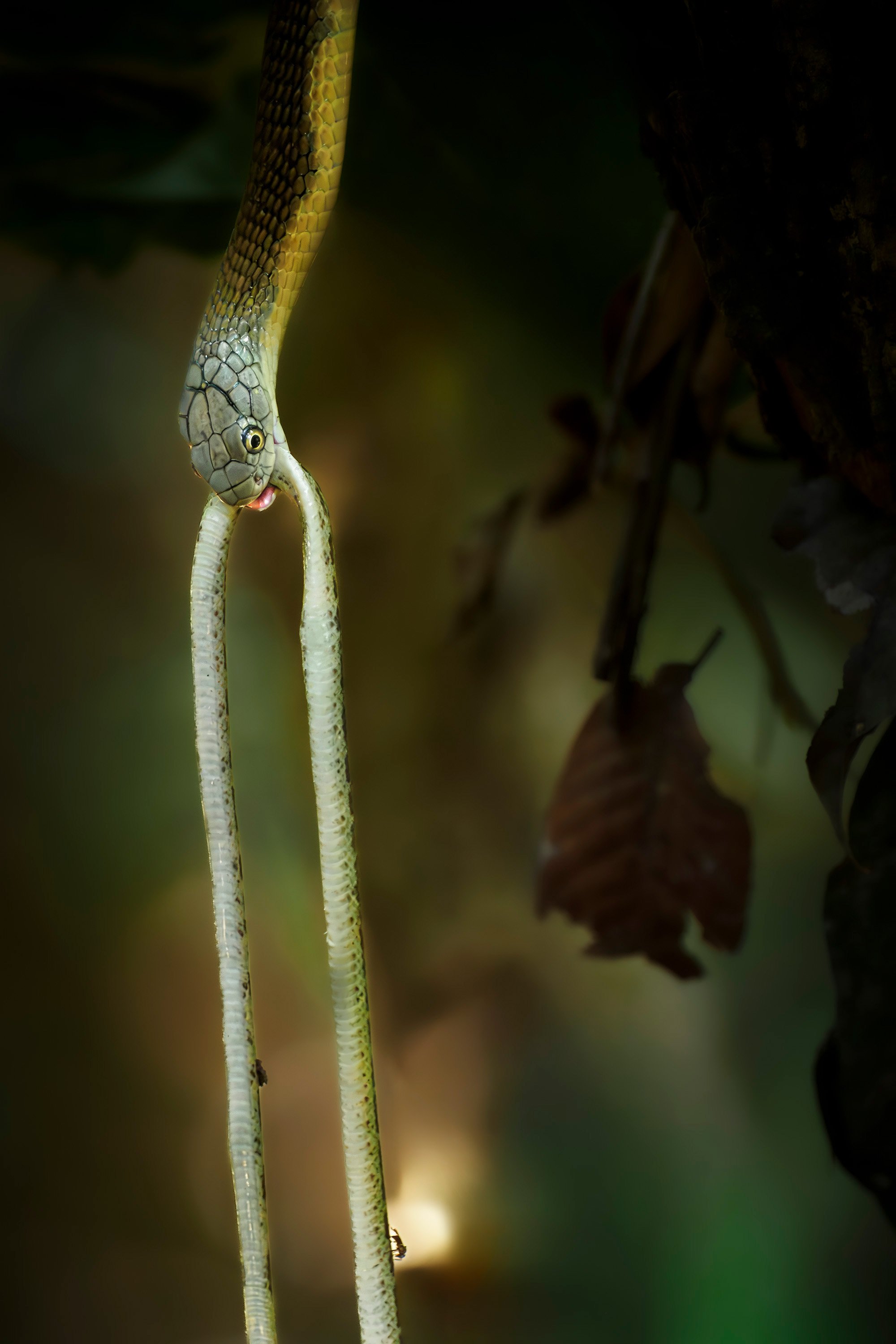 King cobra (Ophiophagus hannah), a young snake with its prey:  Malayan Bridle Snake (Lycodon subannulatus). Kaeng Krachan National Park, Thailand. 