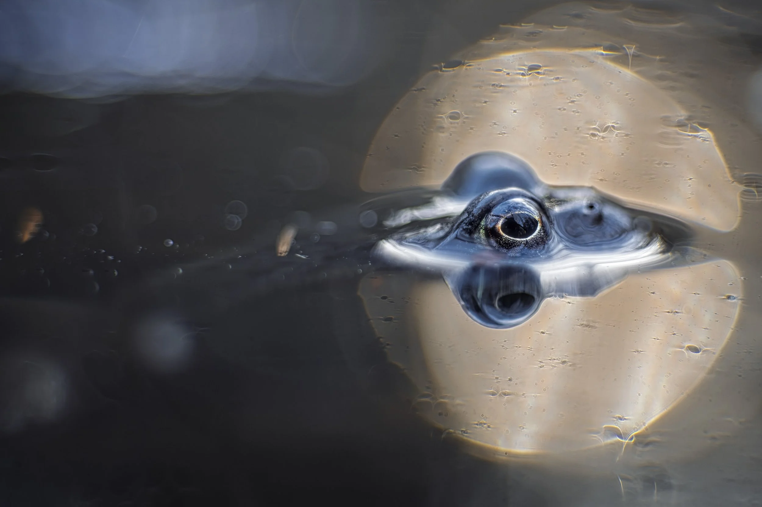 _1456166 primo75 (kopia).jpg