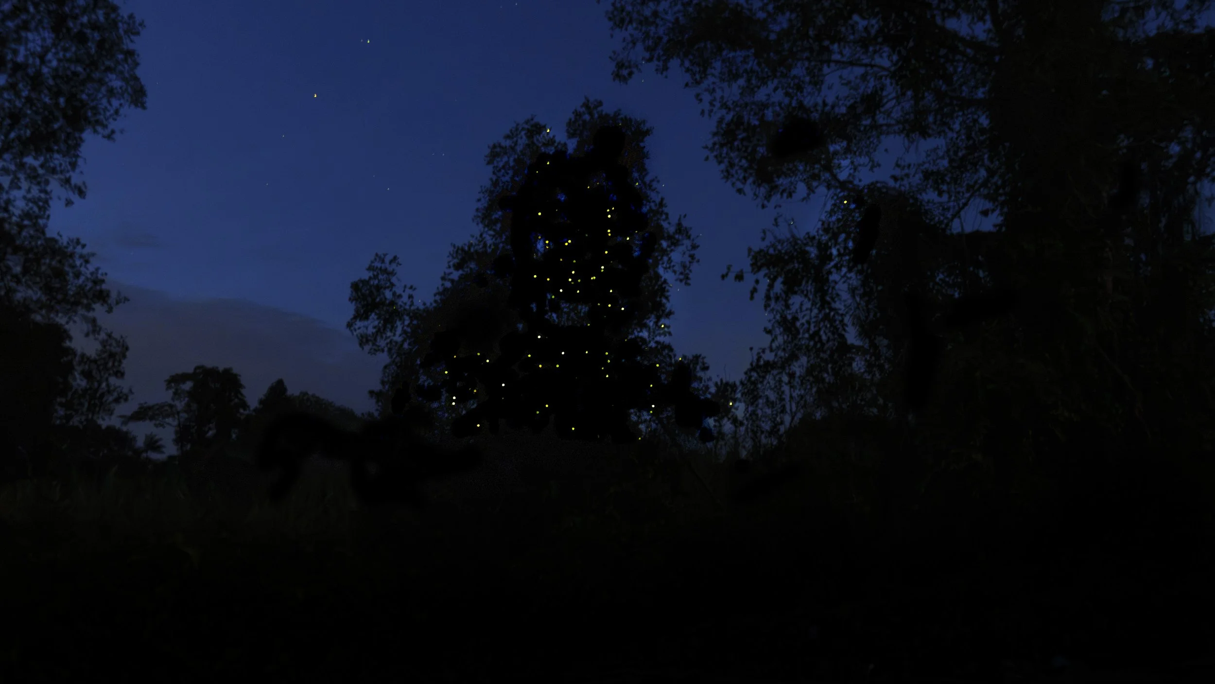 2026-08-12. The night along the Kinabatangan River has a light of its own. Darkness closes around the river and the rainforest, but suddenly thousands of tiny lanterns begin to glow among the trees. Fireflies flicker in the darkness, sometimes almost