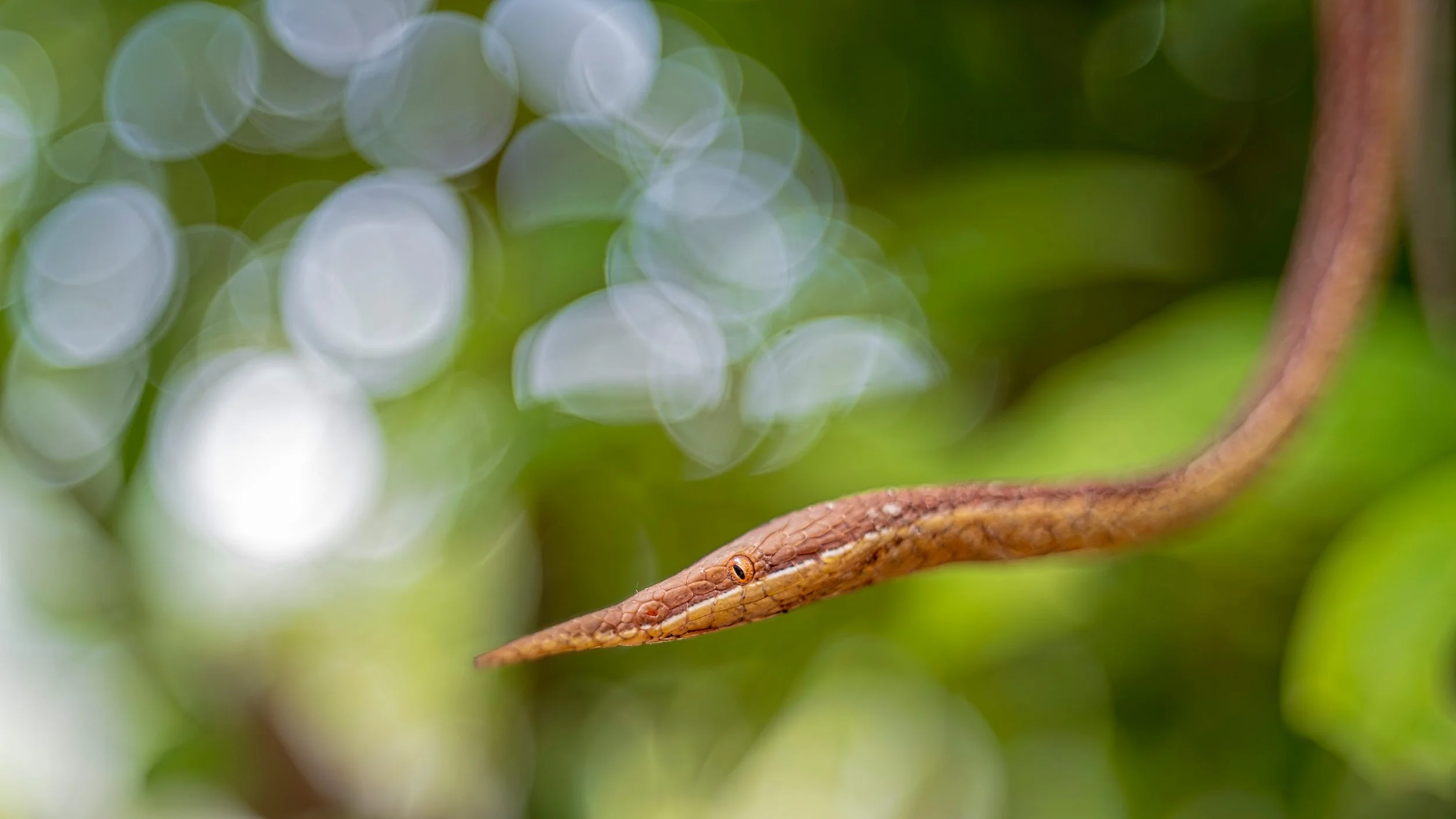 Madagascar leaf-nosed snake (Langaha madagascariensis)  male, Andasibe Mantadia national park, Madagascar. Vintage lens.
