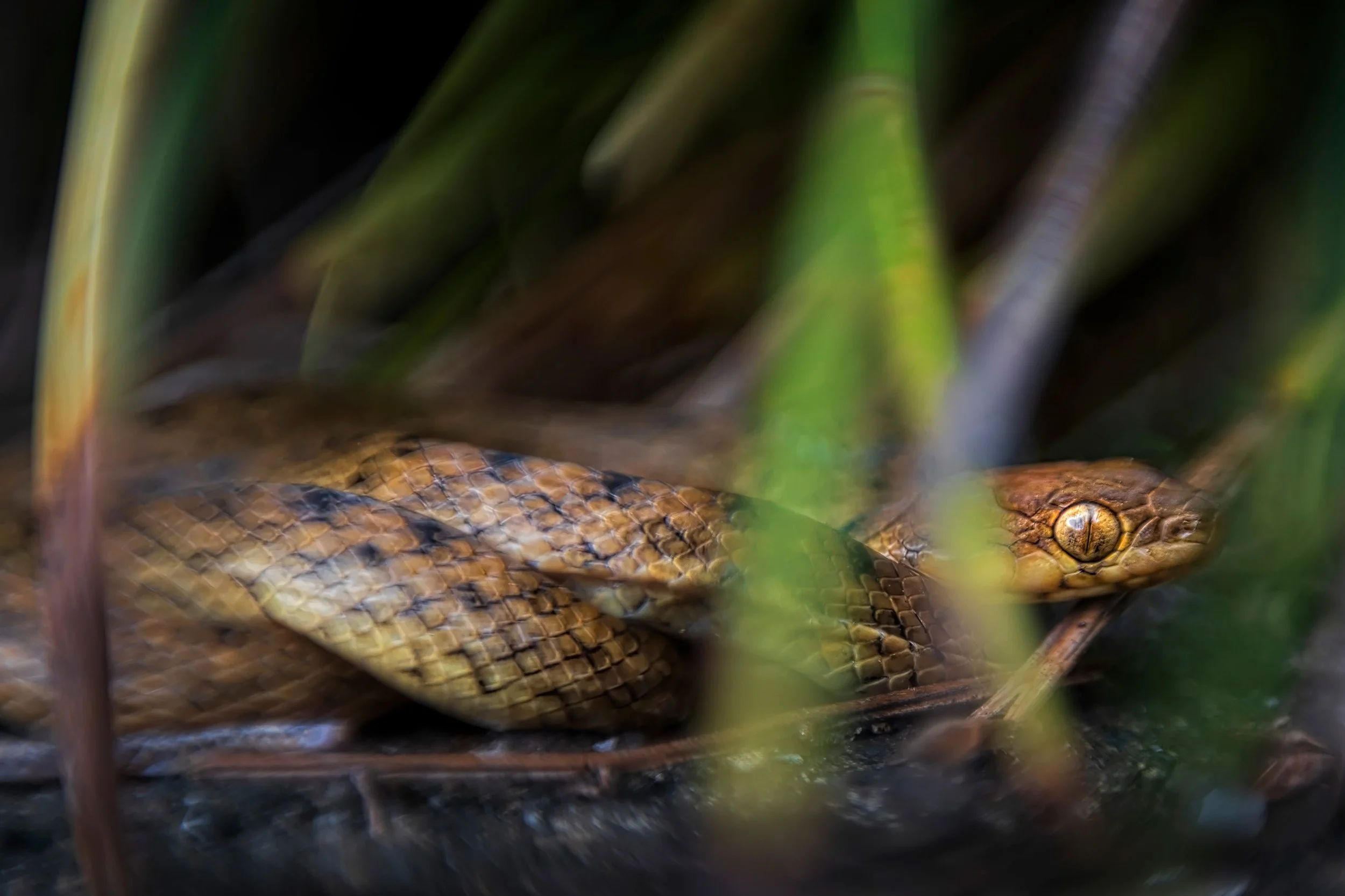 Madagascar cat-eyed snake (Madagascarophis colubrinus),  Ranomafana National Park, Madagascar. Vintage lens.