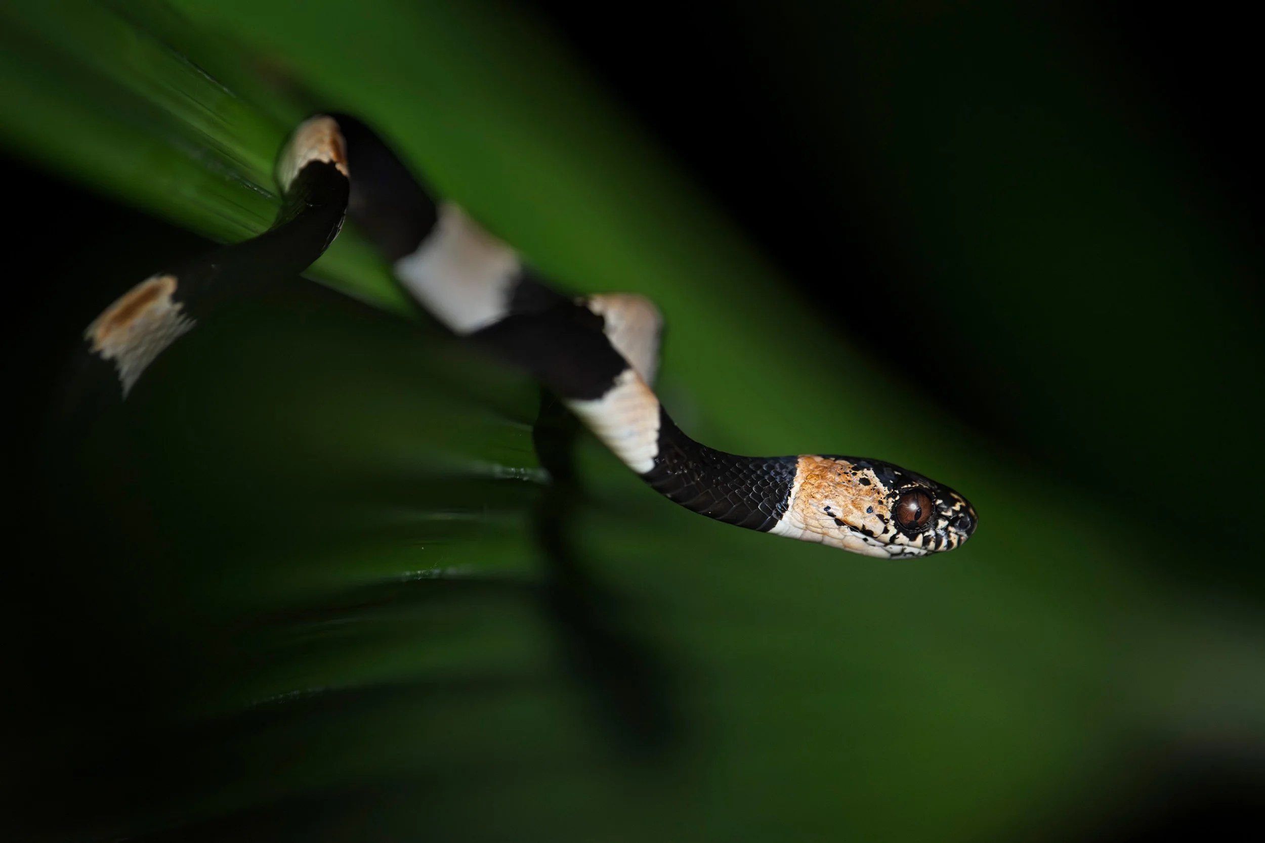 American snail-eater (Dipsas articulata), Cahuita Național Park, Costa Rica.