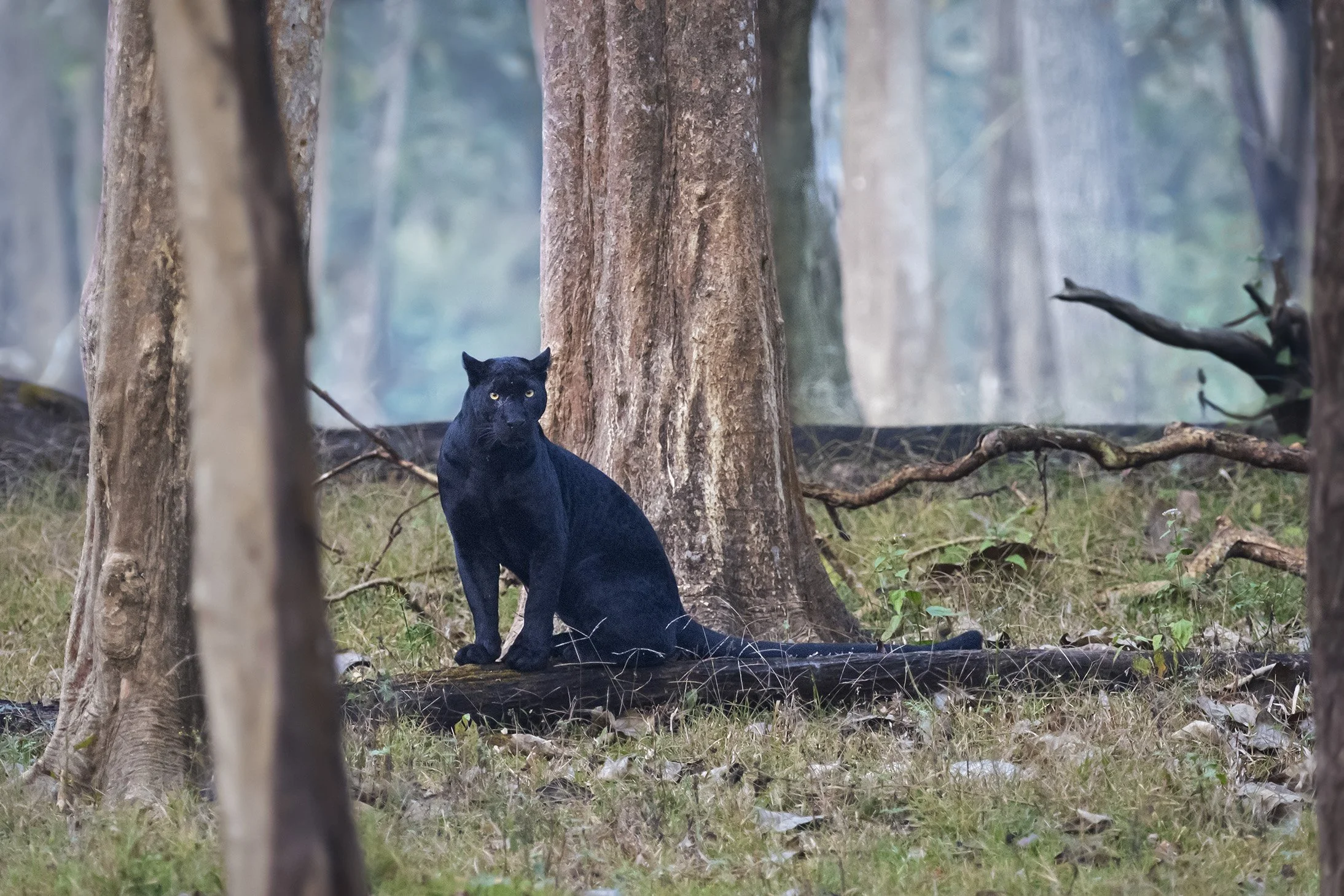 Black Leopard, "Blackie", Kabini NP.